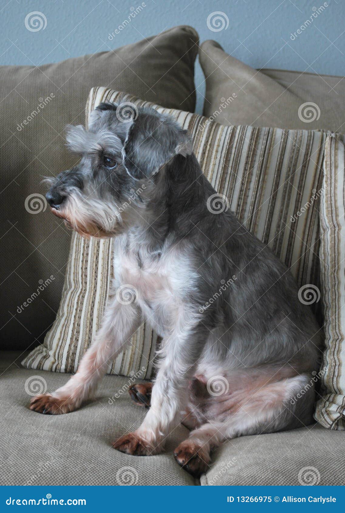 3,506 Couch Pose Sitting Stock Photos
