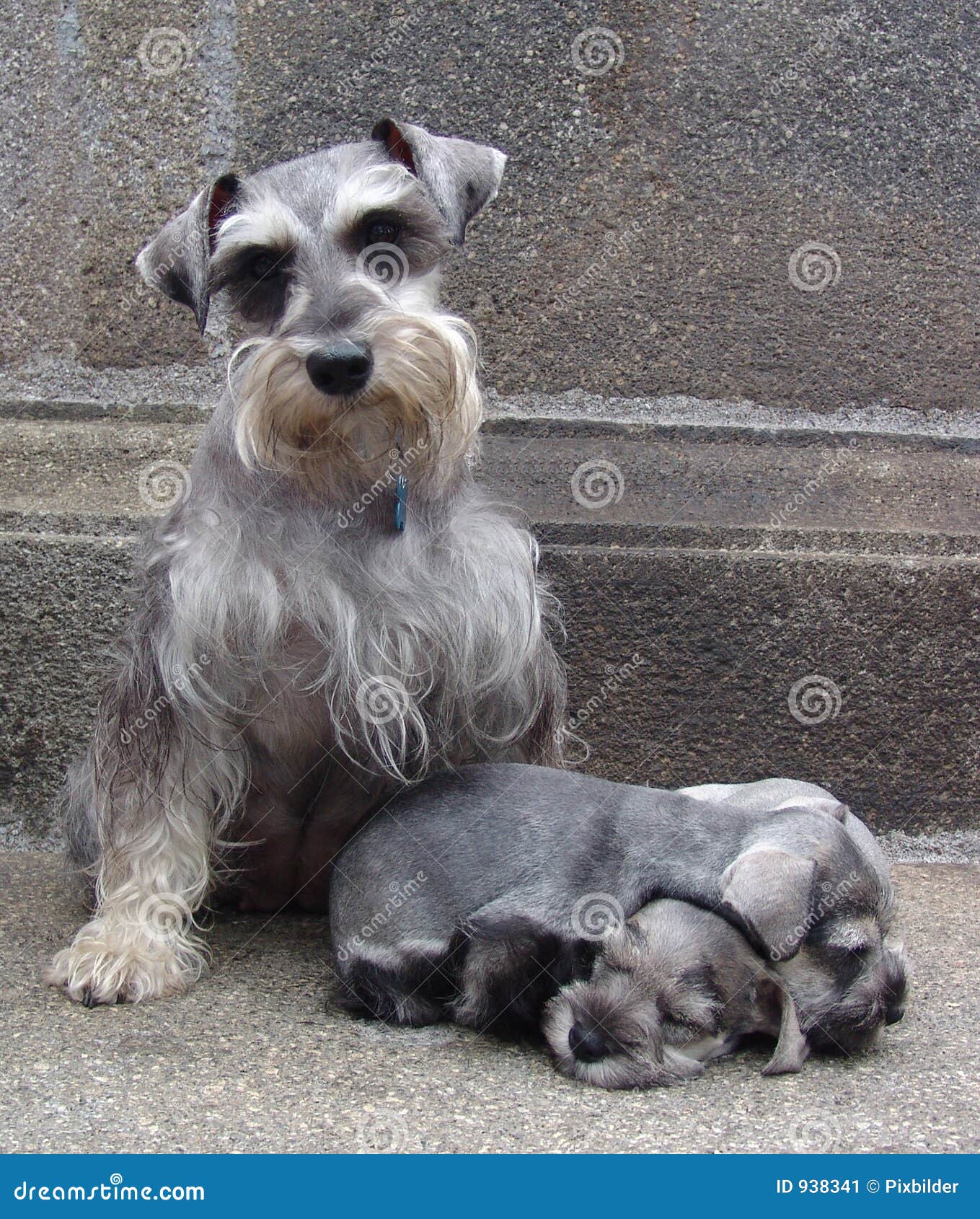 schnauzer family