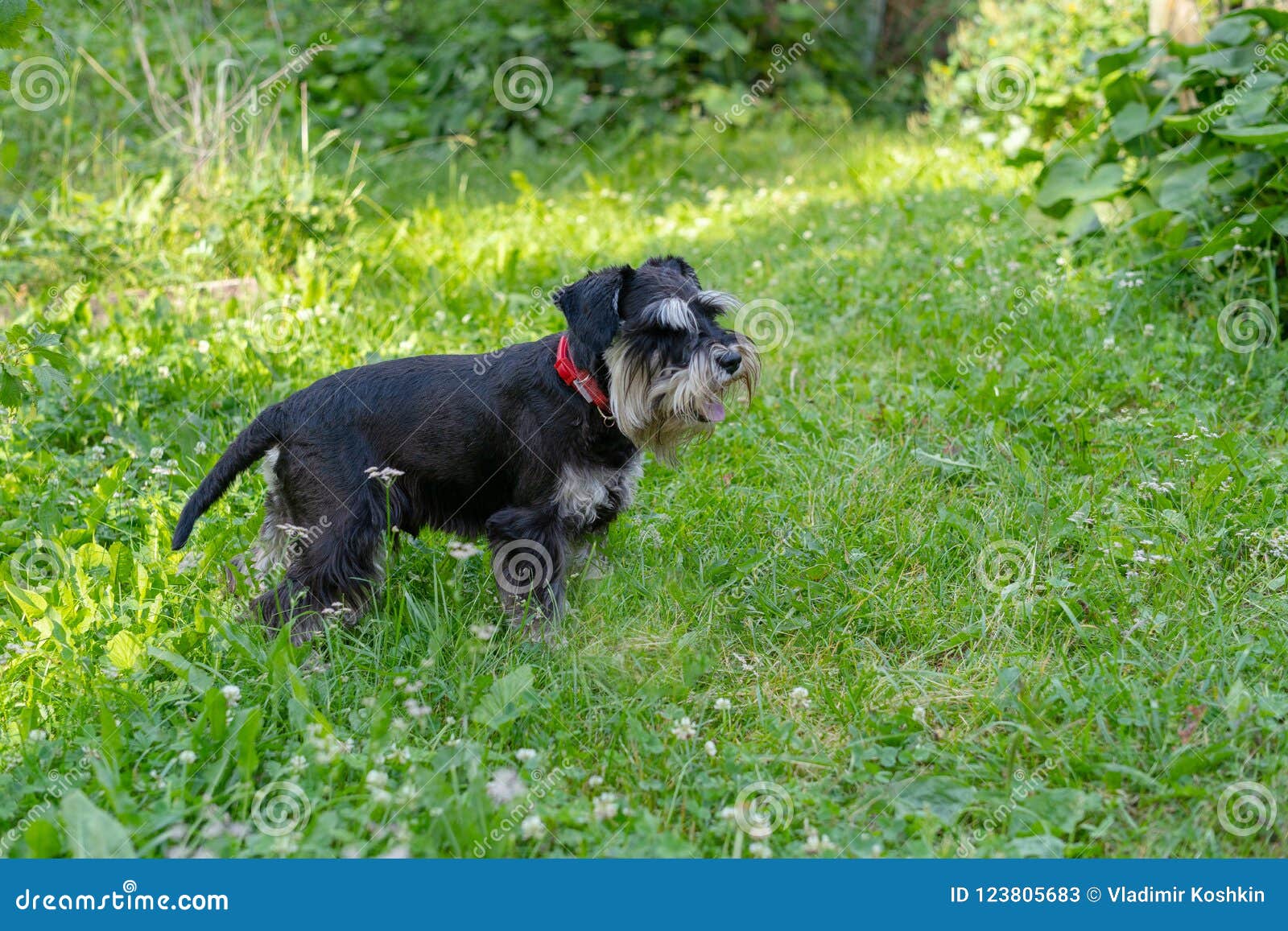 Schnauzer Stands in the Garden Stock Image - Image of pedigree, animal ...