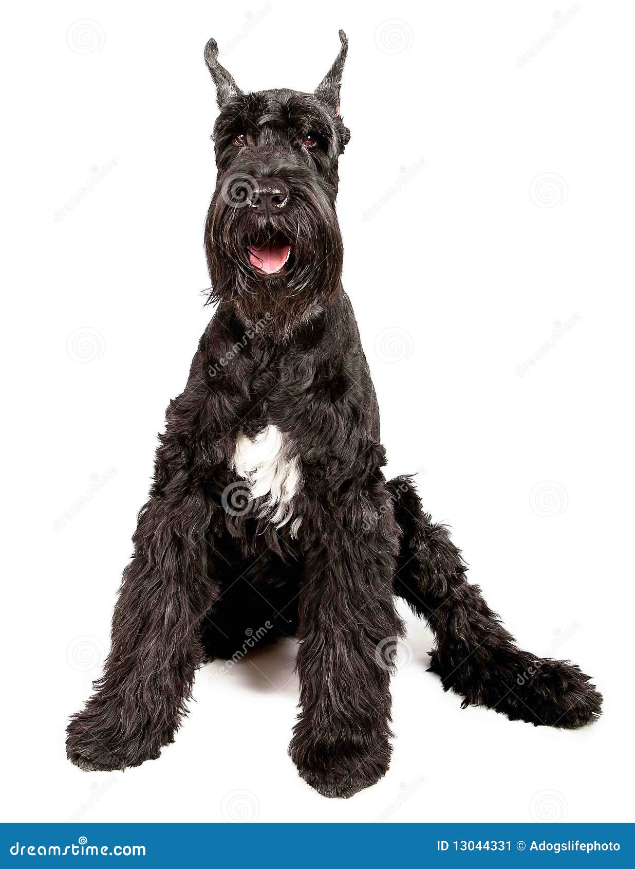 9 648 Schnauzer Fotos Libres De Derechos Y Gratuitas De Dreamstime