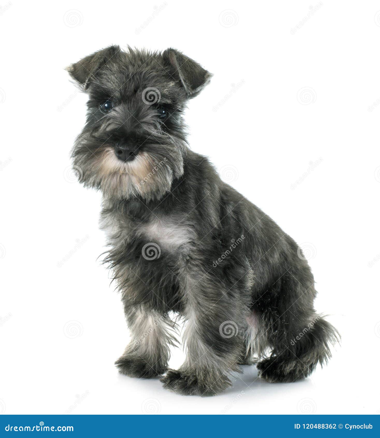 Schnauzer Miniatura Del Perrito Foto de archivo - Imagen de miniatura,  gris: 120488362, image size:1467x1690