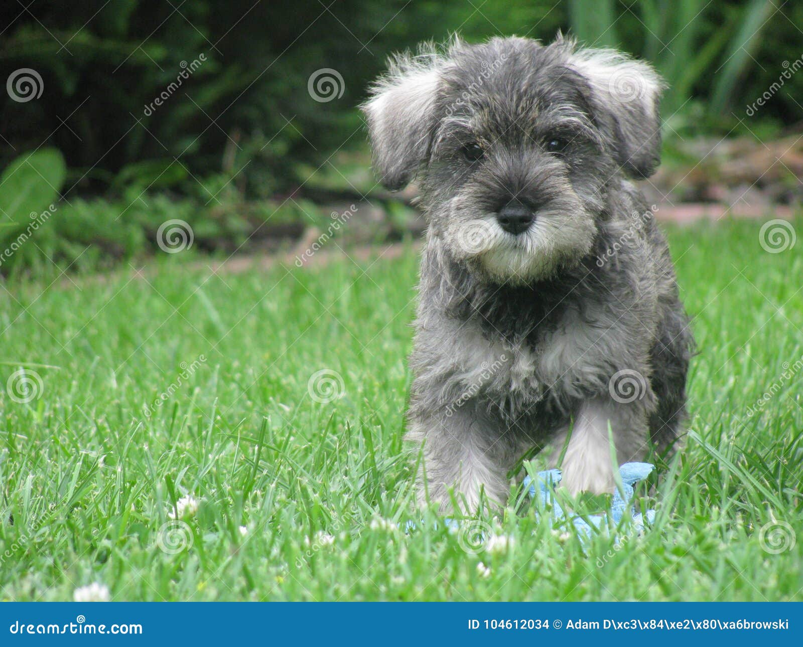 Schnauzer Miniatura 1 Del PERRO Corriente Foto de archivo - Imagen de poco,  corriendo: 104612034, image size:1600x1290