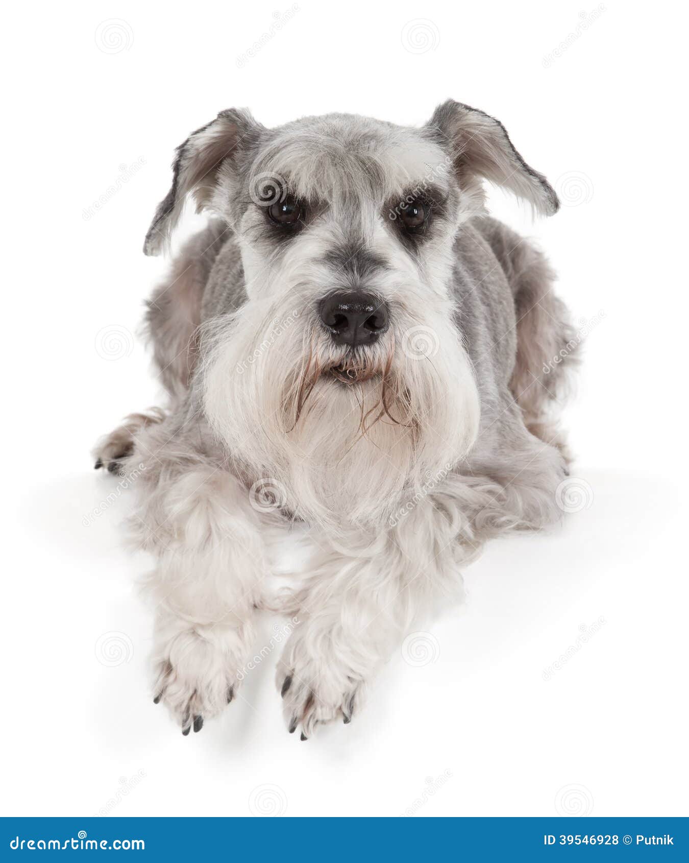 Adorable Schnauzer Miniatura Foto de archivo - Imagen de lindo, perrito:  39546928, image size:1350x1690