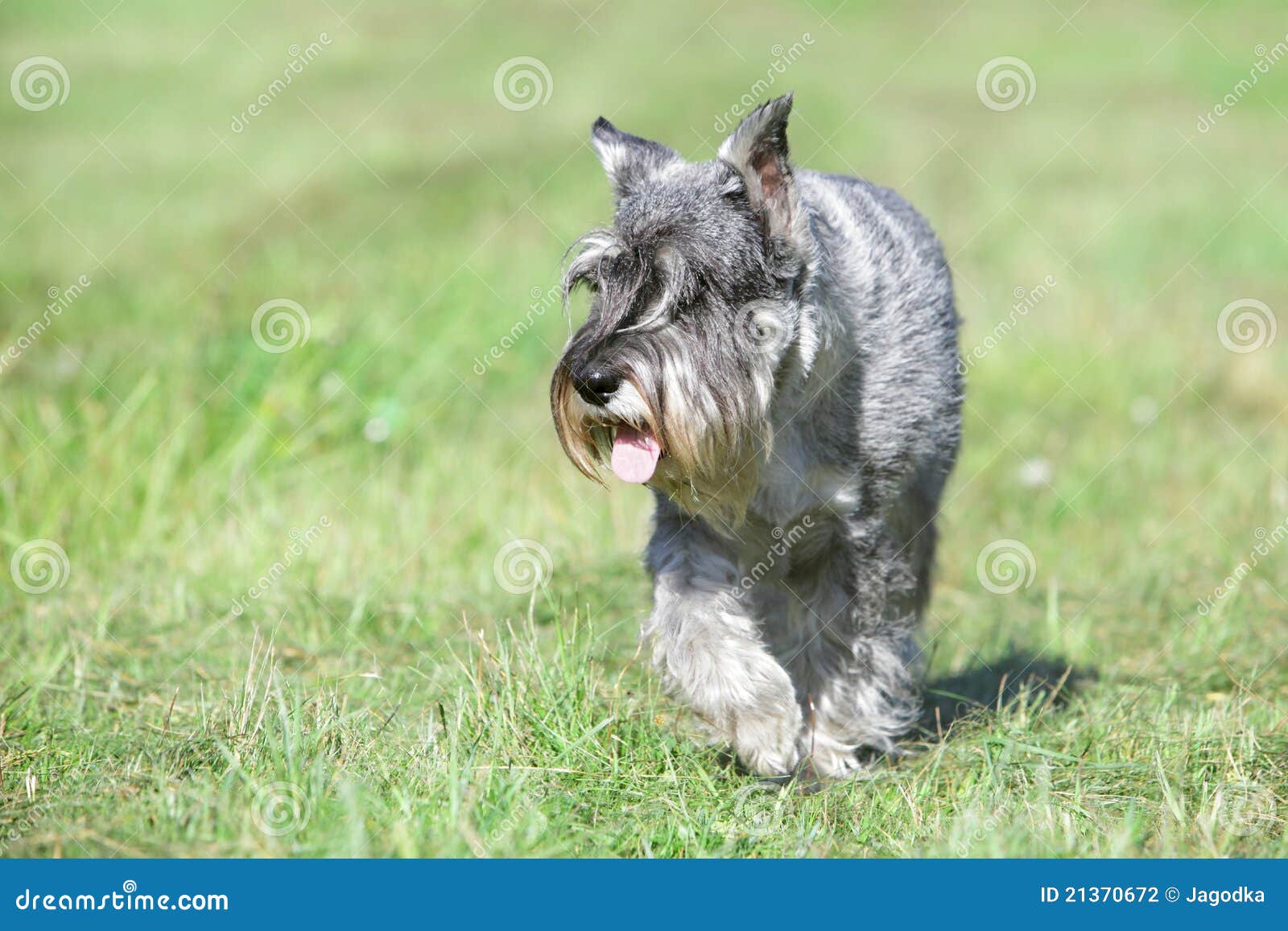 Schnauzer running stock photo. Image of silver, nature 21370672
