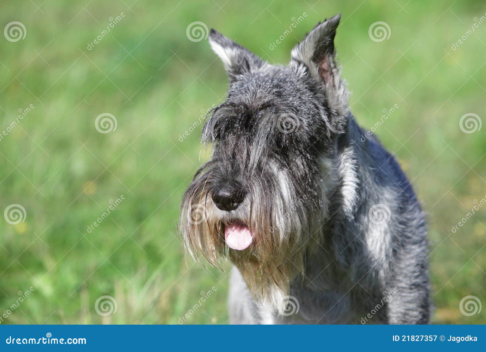 Schnauzer running stock image. Image of furry, grass 21827357