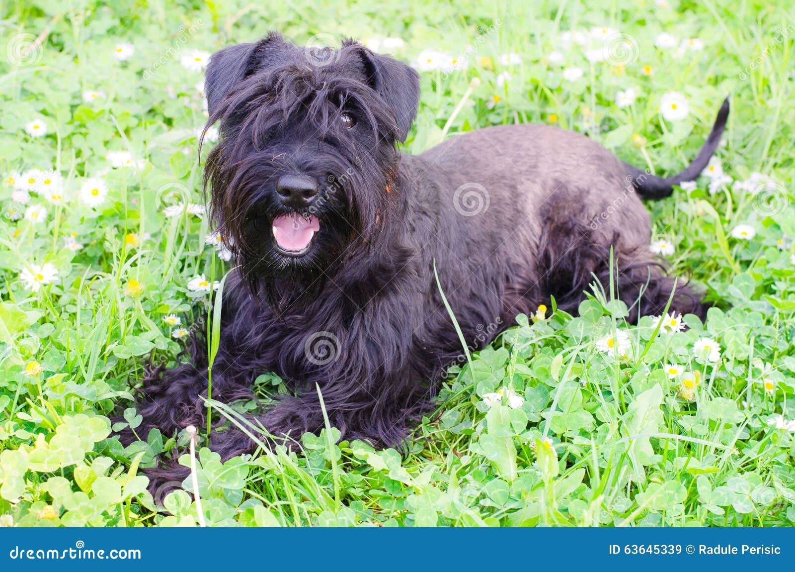 Schnauzers dog stock image. Image of black, animal, nature - 63645339