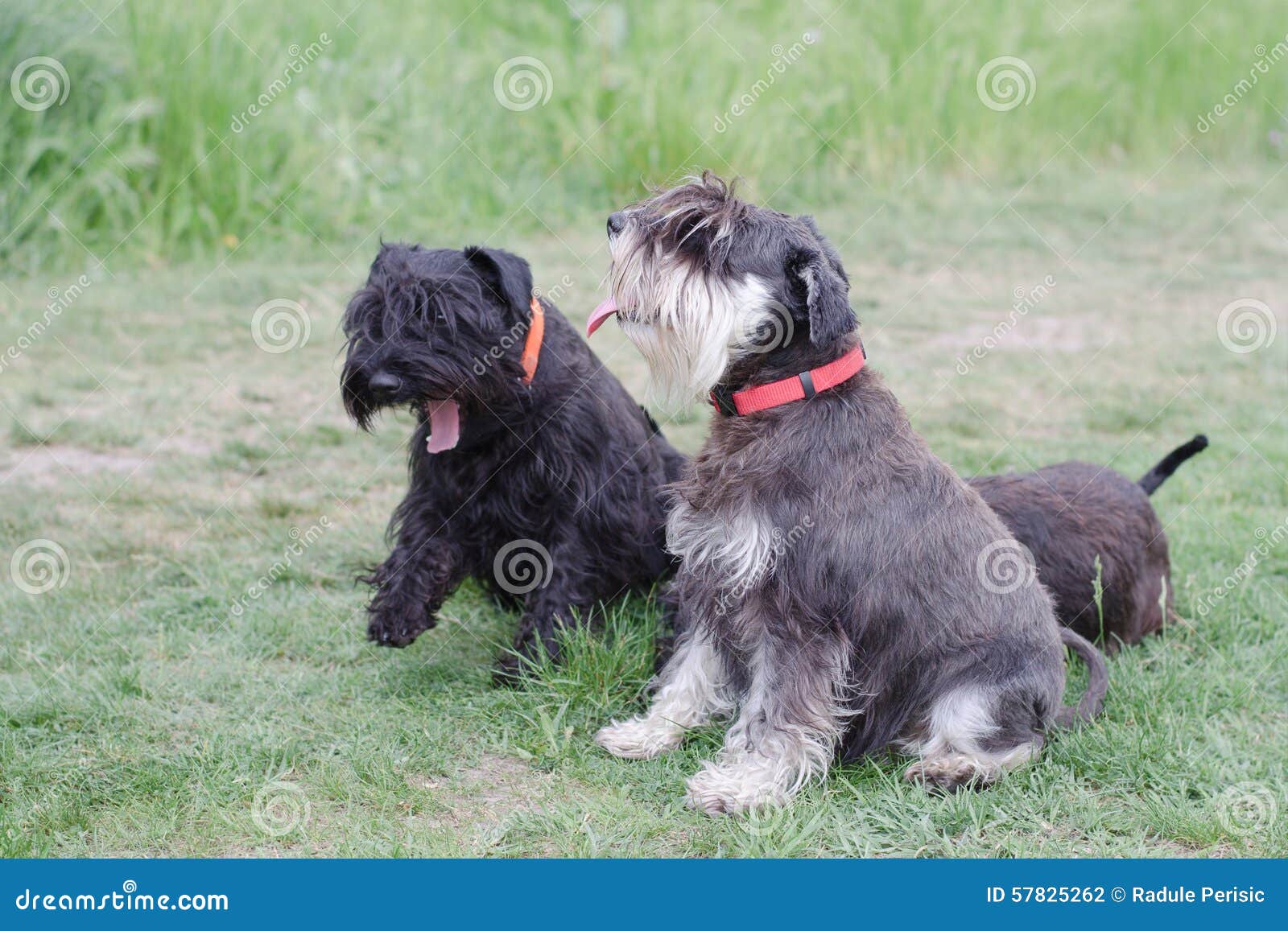 Schnauzers dog stock photo. Image of mammal, grass, smiling - 57825262