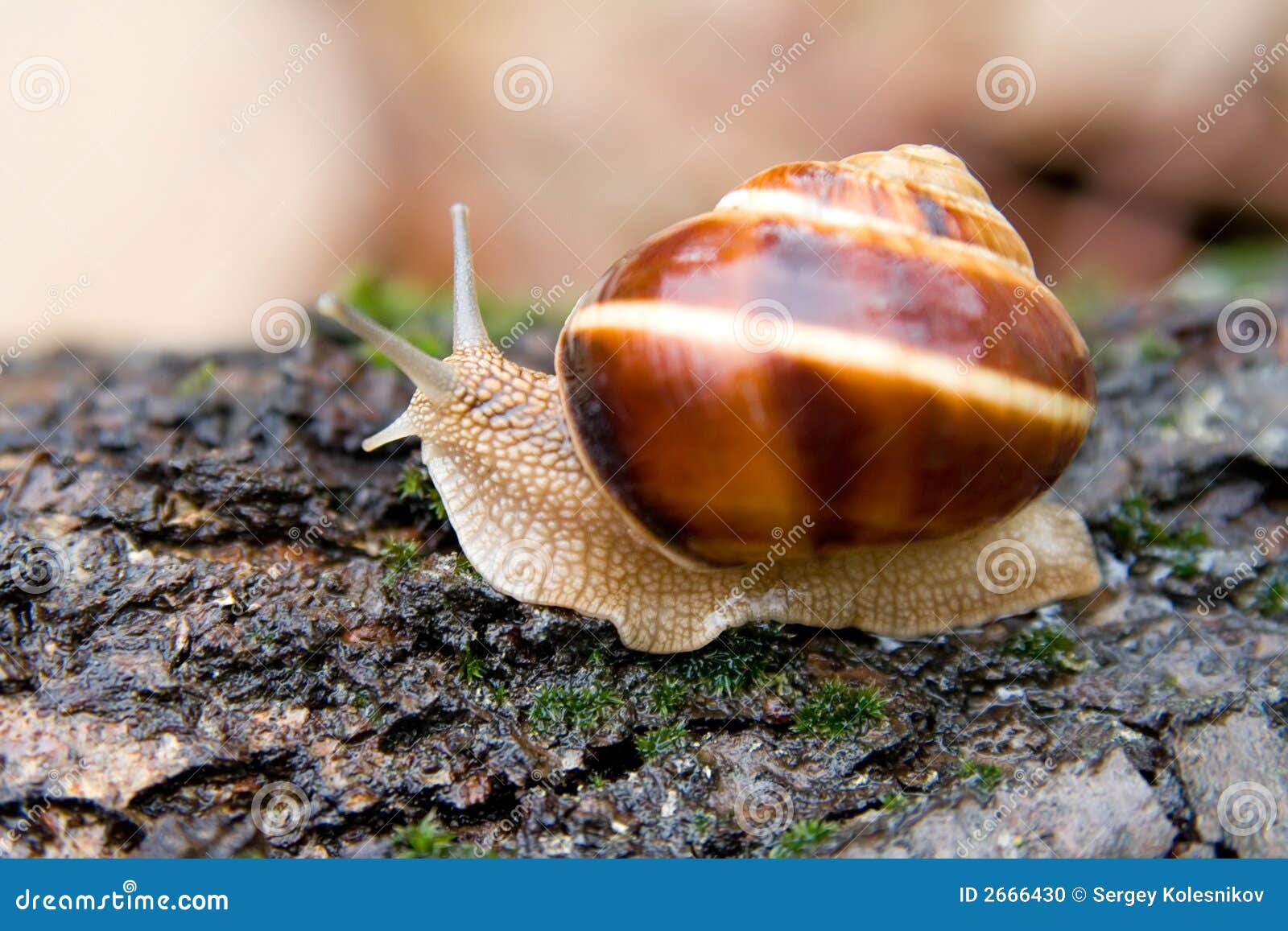 Schnecke In Einem SommerGarten 1 Bild. Bild 2666430