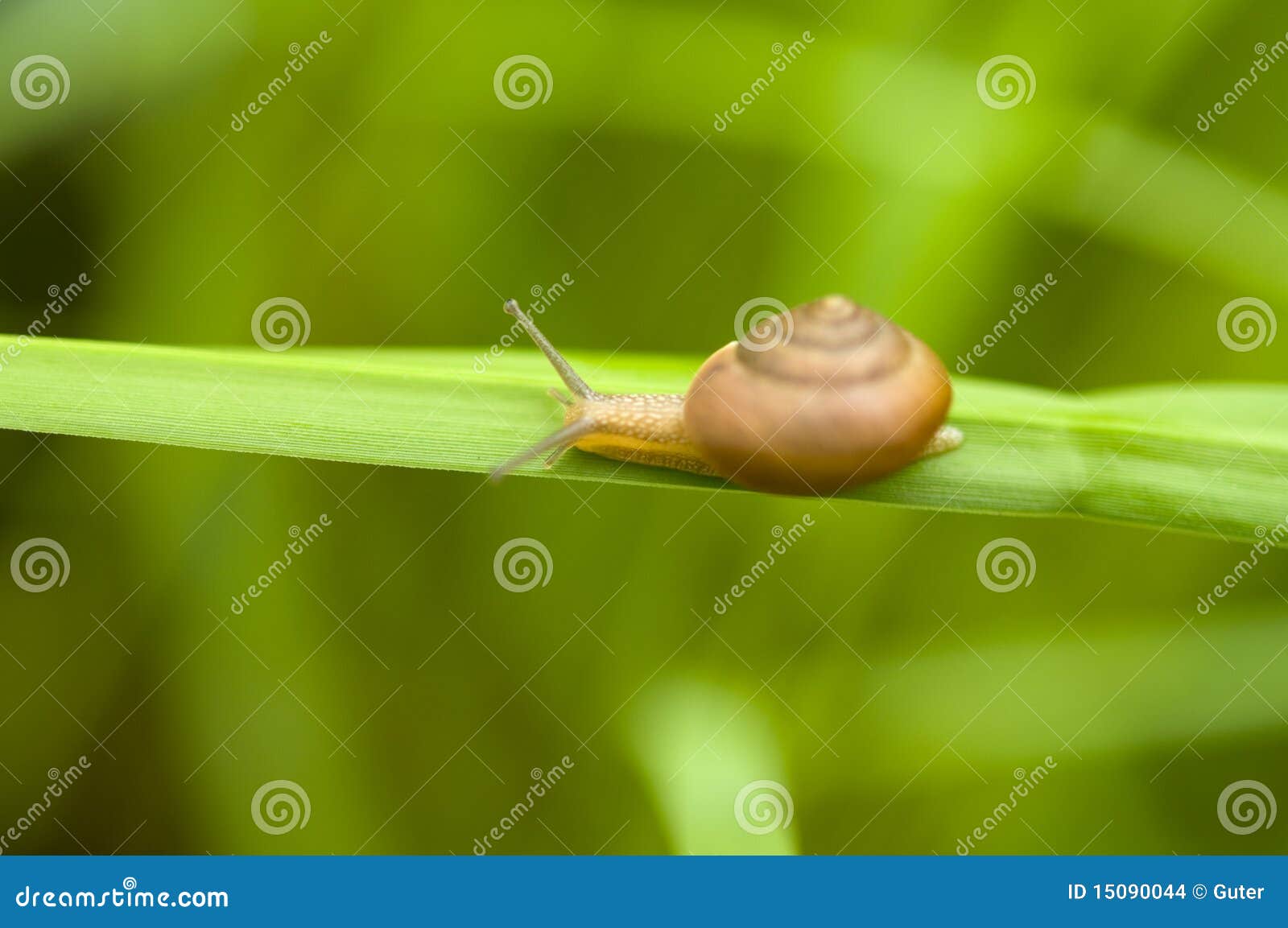 Schneckereptil auf Gras. Schneckereptil auf grünem Gras