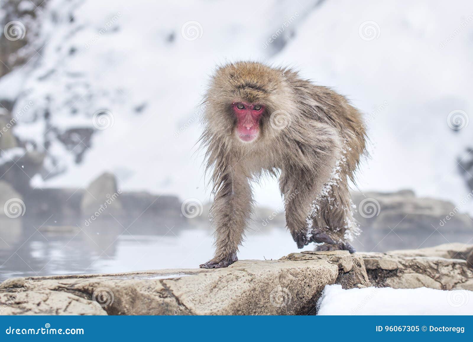 schnee jigokudani affen