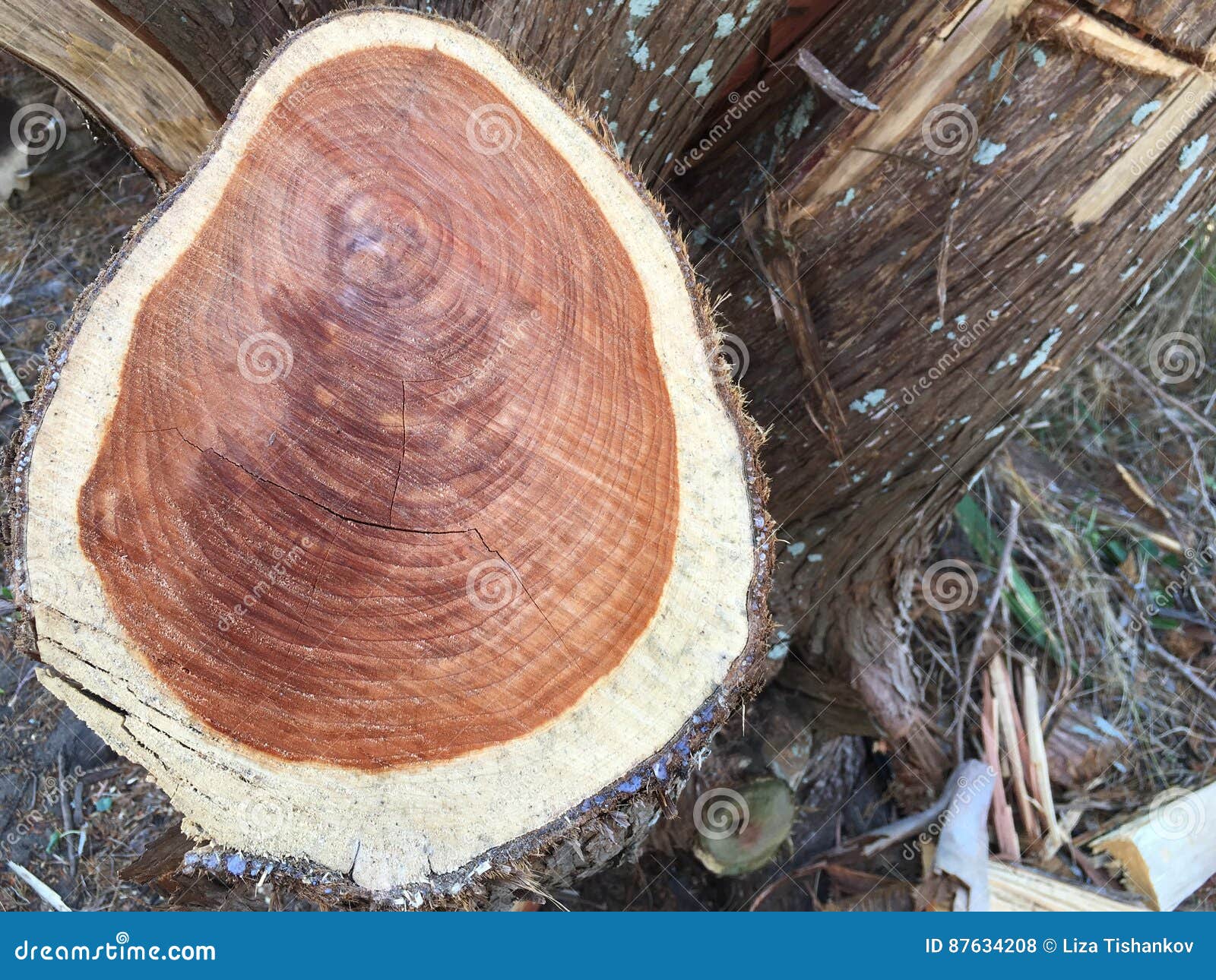 Schneiden Sie Rotes Holz Stockfoto Bild Von Outdoor 87634208