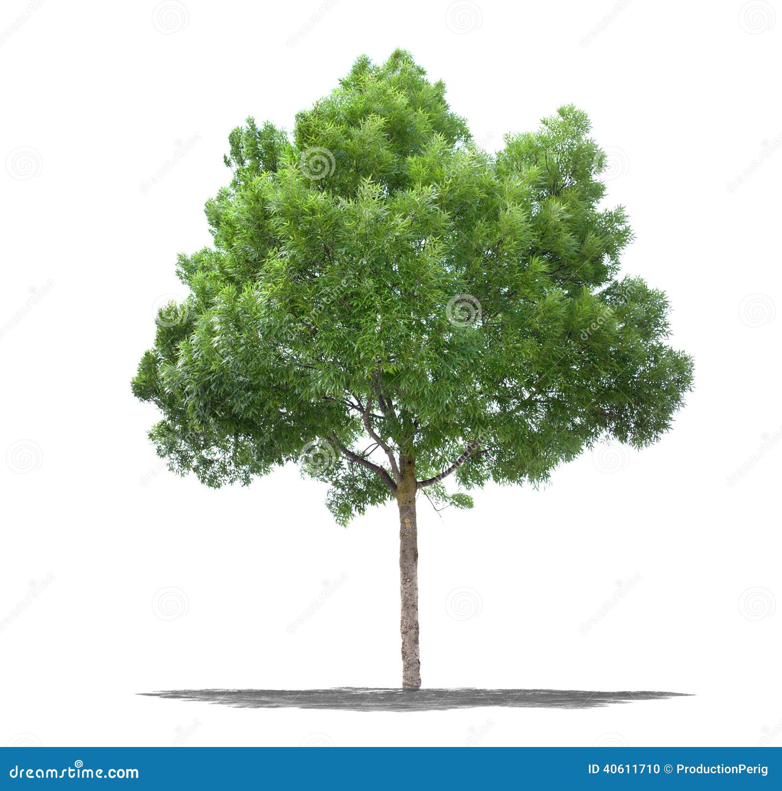 Schöner Grüner Baum Auf Einem Weißen Hintergrund In Der ...