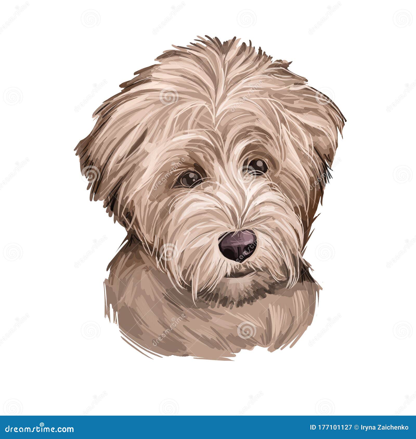 Schnoodle Dog Digital Art Illustration Isolated on White Stock