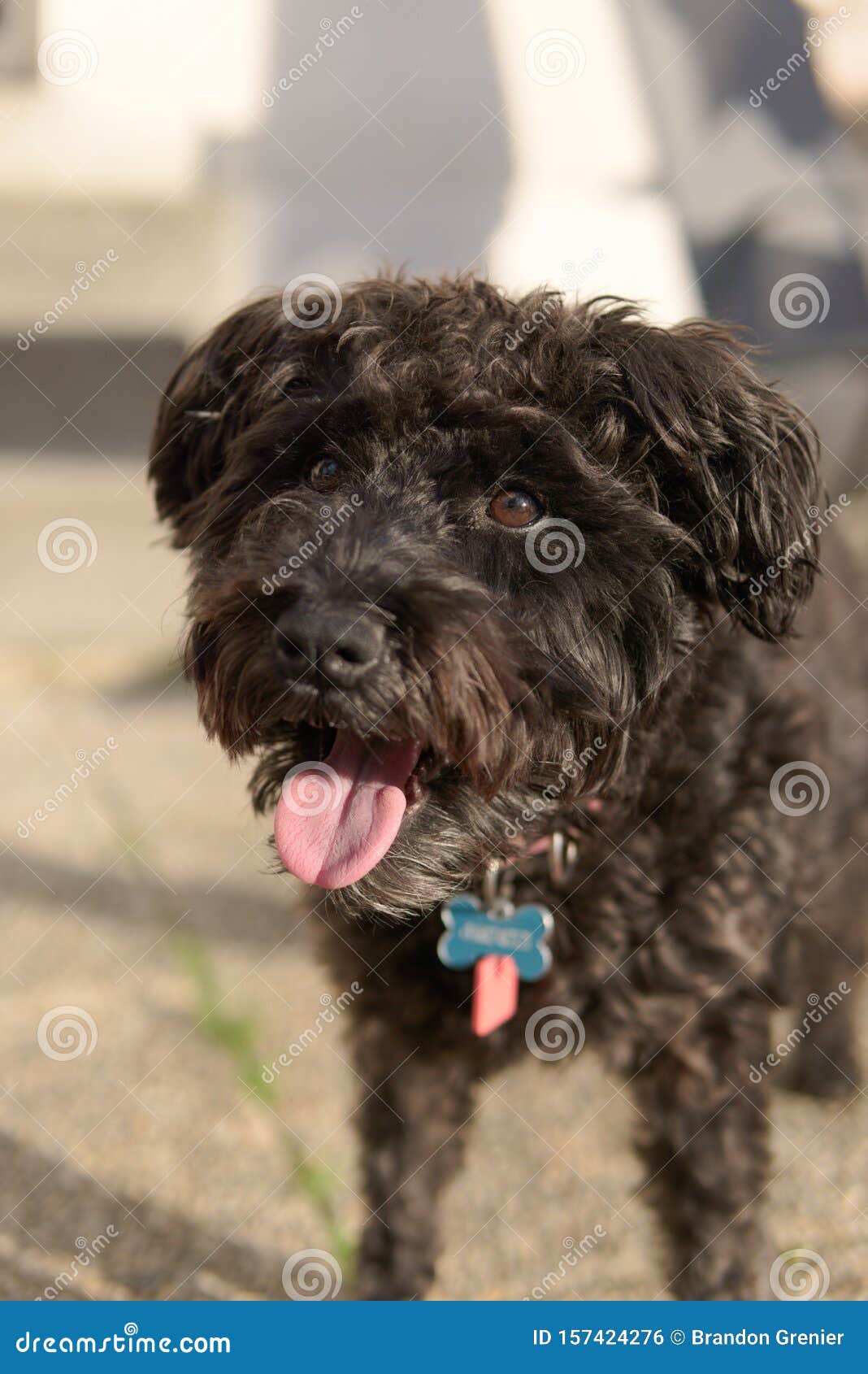 Schnoodle Dog Poodle Mix Outside Stock Photo - Image of relaxing, filter:  157424276