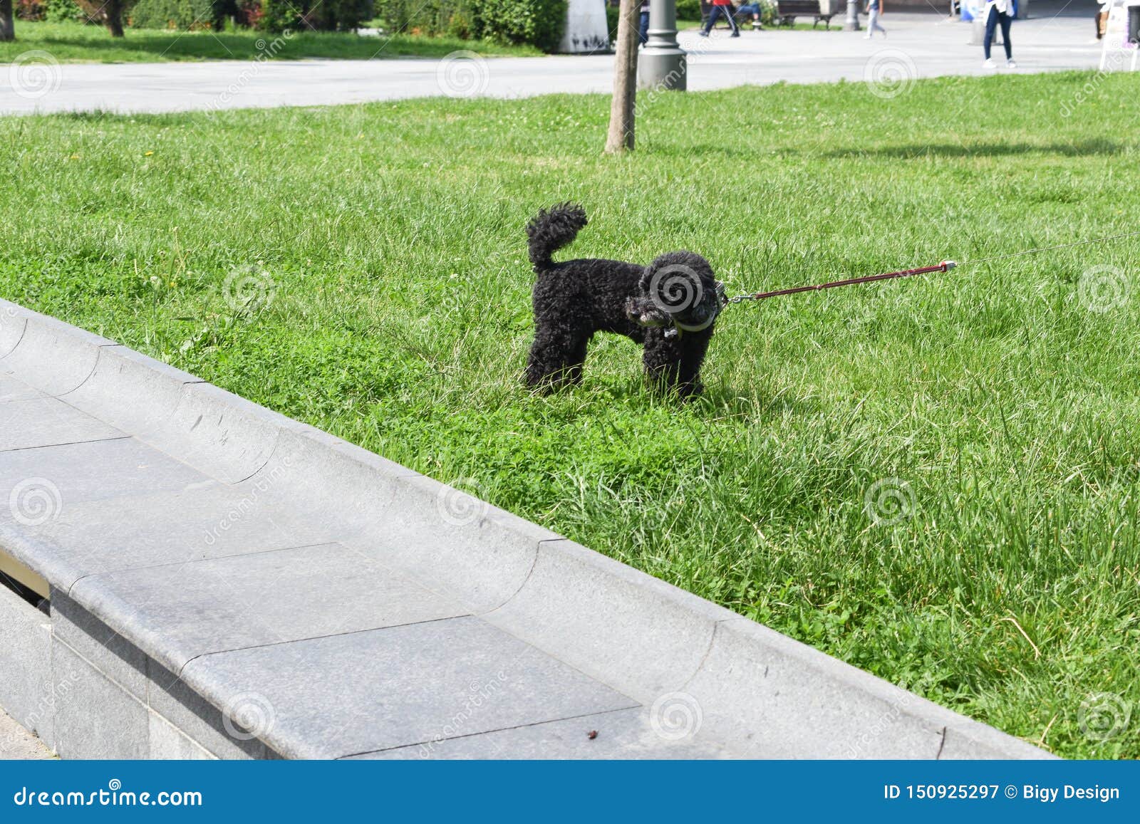 Scho?hund Im Park stockbild. Bild von gesicht, schauen 150925297