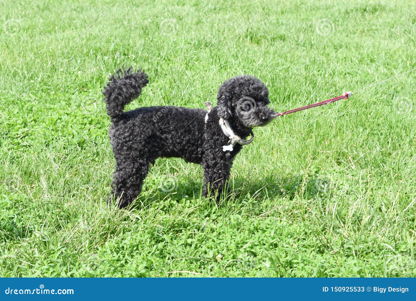 Scho?hund Im Park stockbild. Bild von haar, schön, doggy 150925533
