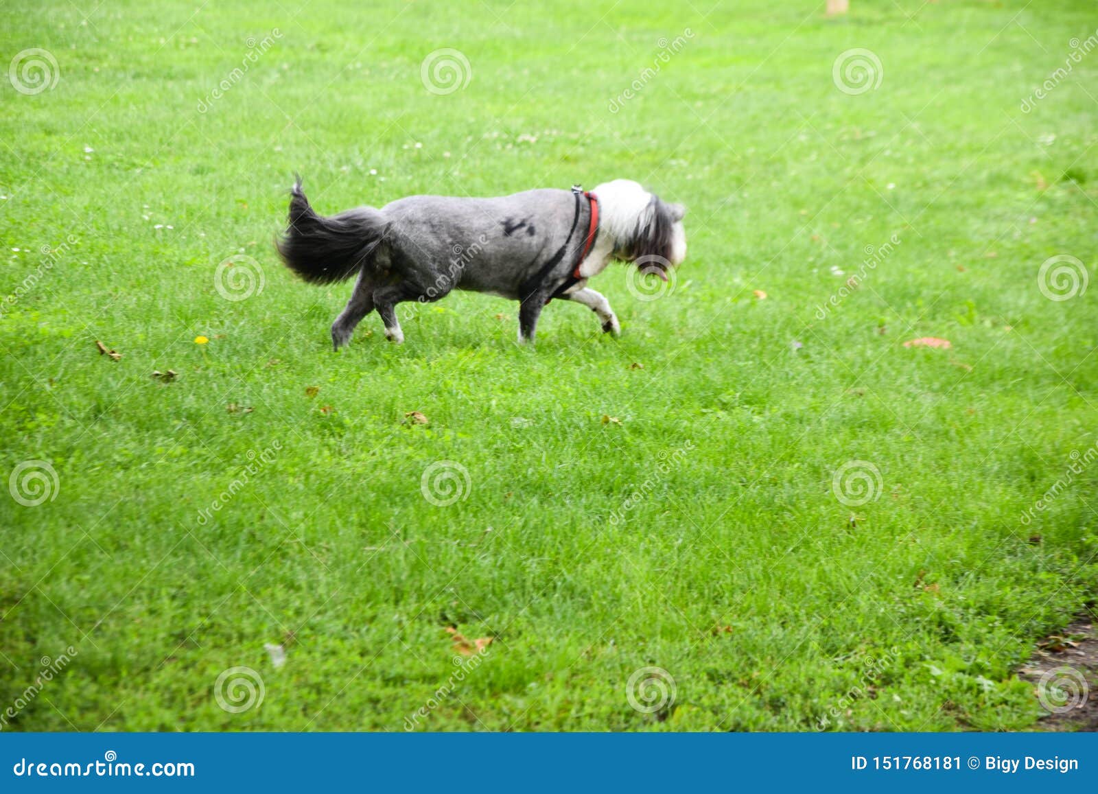 Scho?hund Im Park stockbild. Bild von hintergrund, gesicht 151768181
