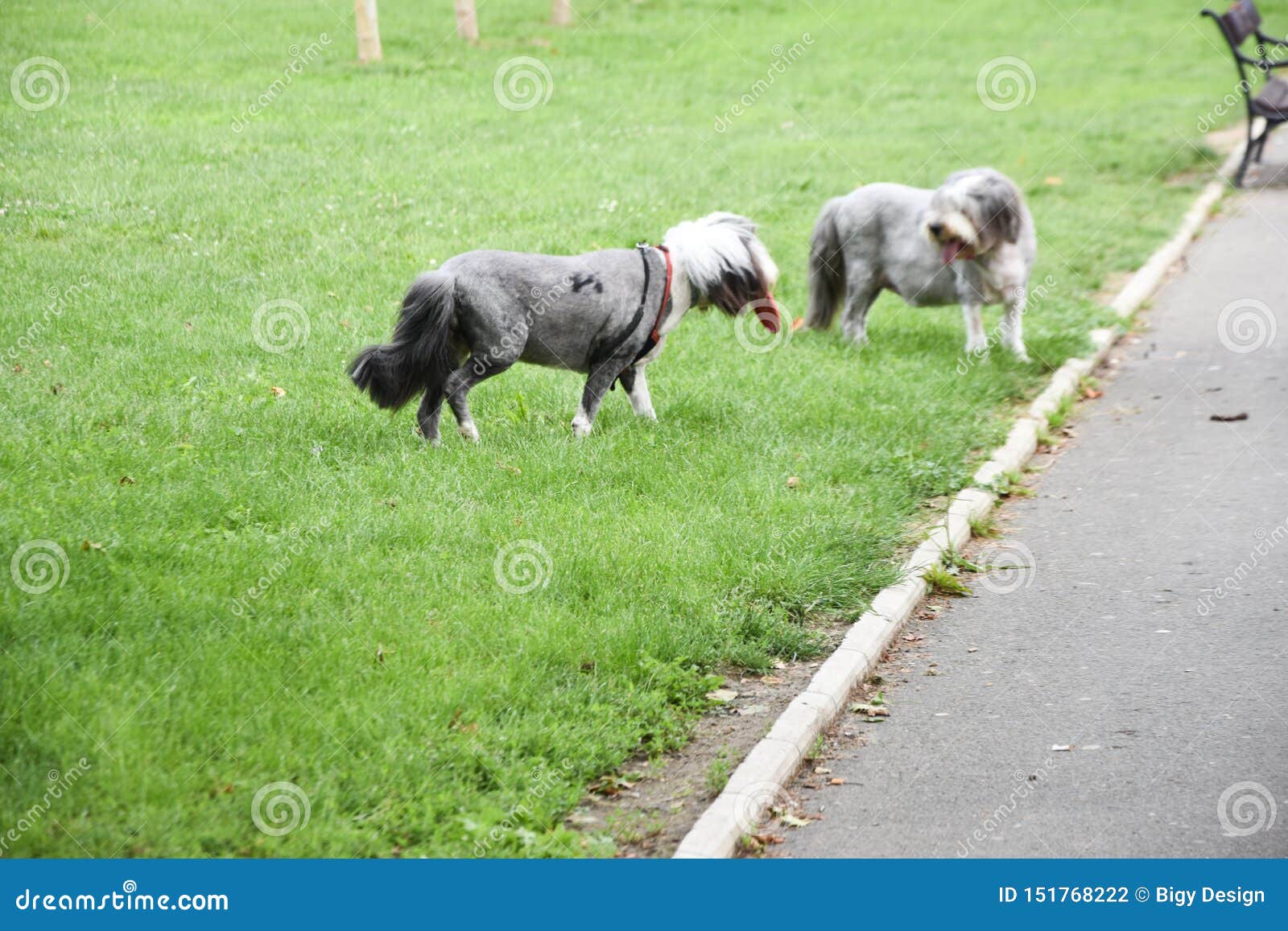 Scho?hund Im Park stockfoto. Bild von doggy, schätzchen 151768222