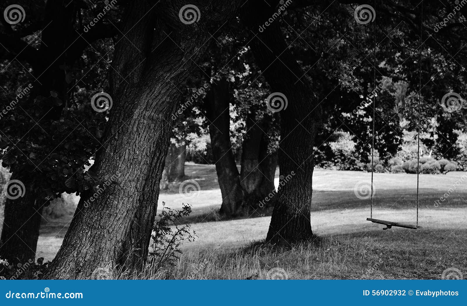 Schommeling in de bomen. Zwart-wit beeld van bebost gebied met het ouderwetse schommeling hangen van een boom en een licht die tussen de bomen vallen
