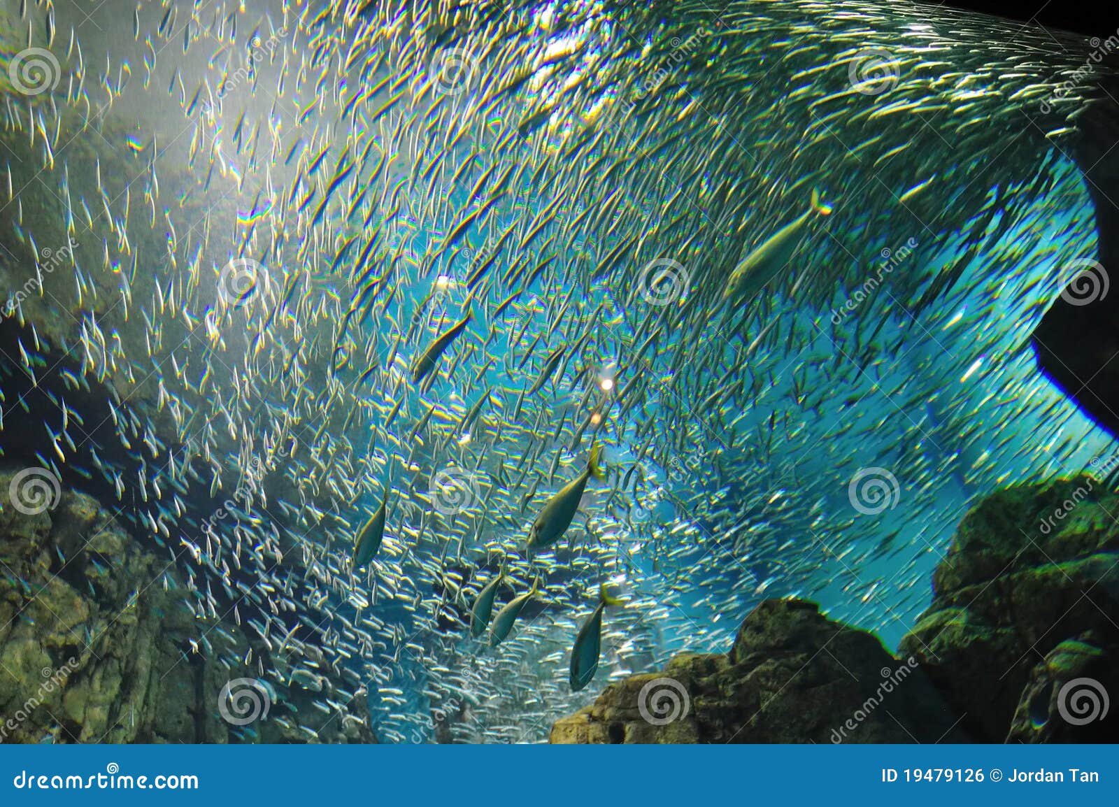 School of anchovies stock photo. Image of fish, anchovy 19479126