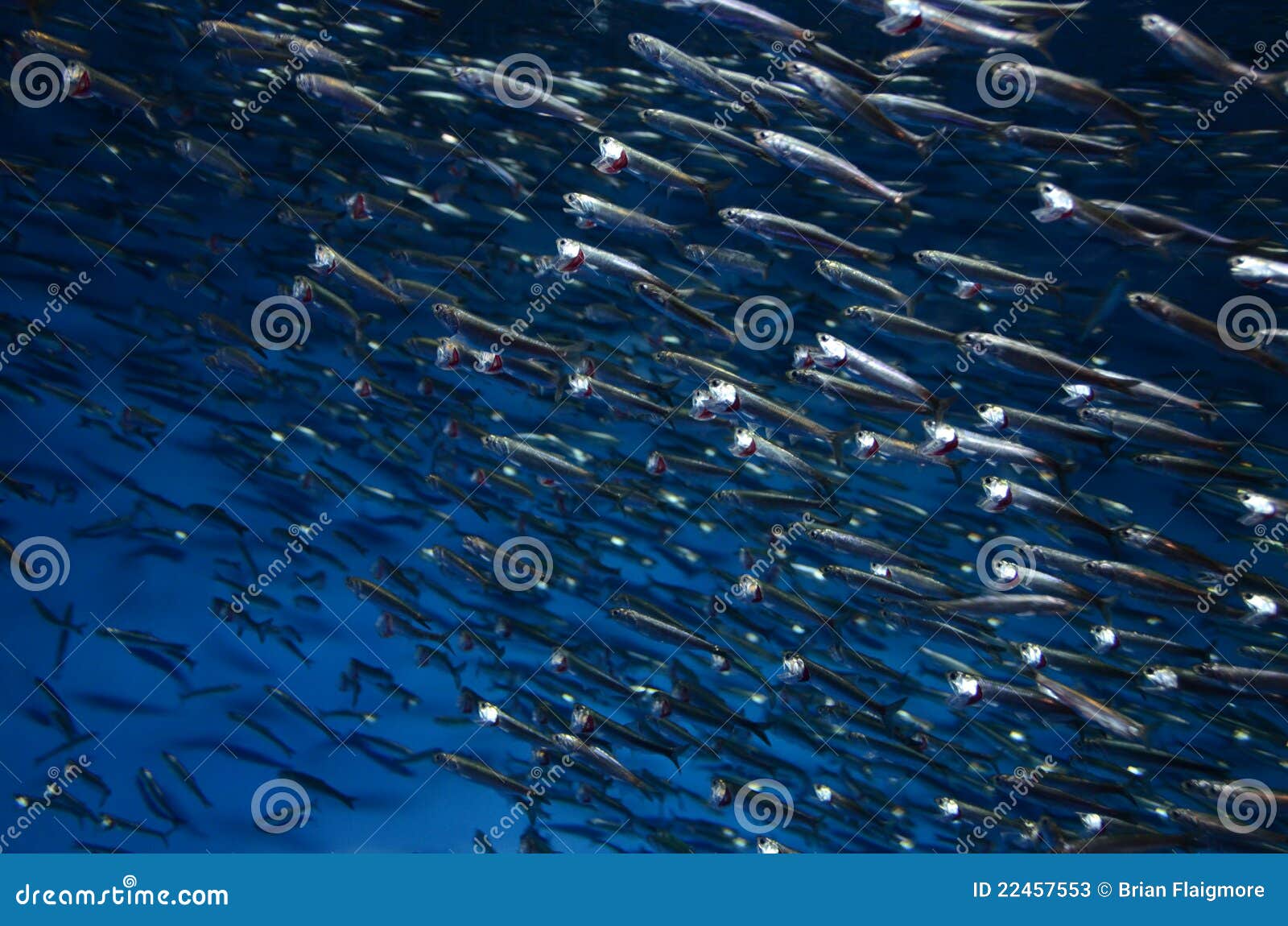 School Of Anchovies Stock Photos Image 22457553