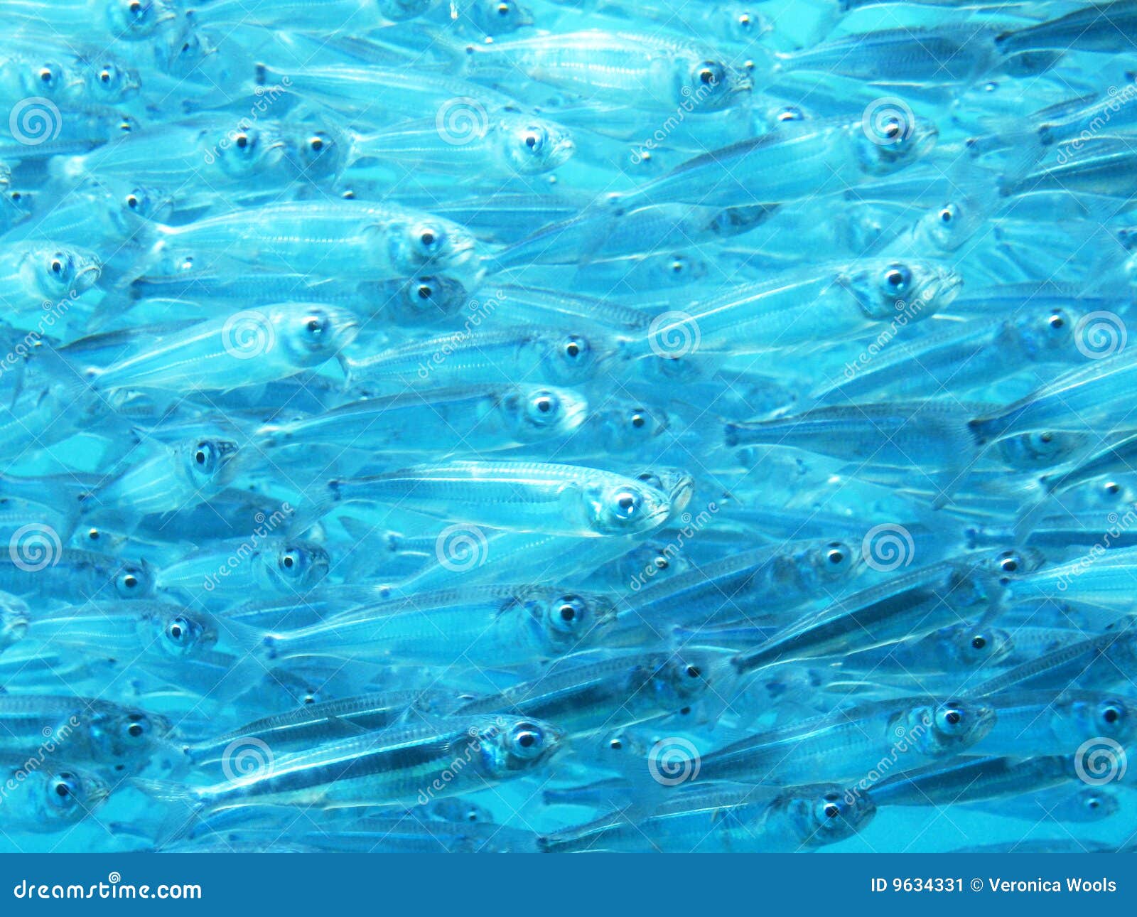 School Of Bait Fish Stock Image Image 9634331