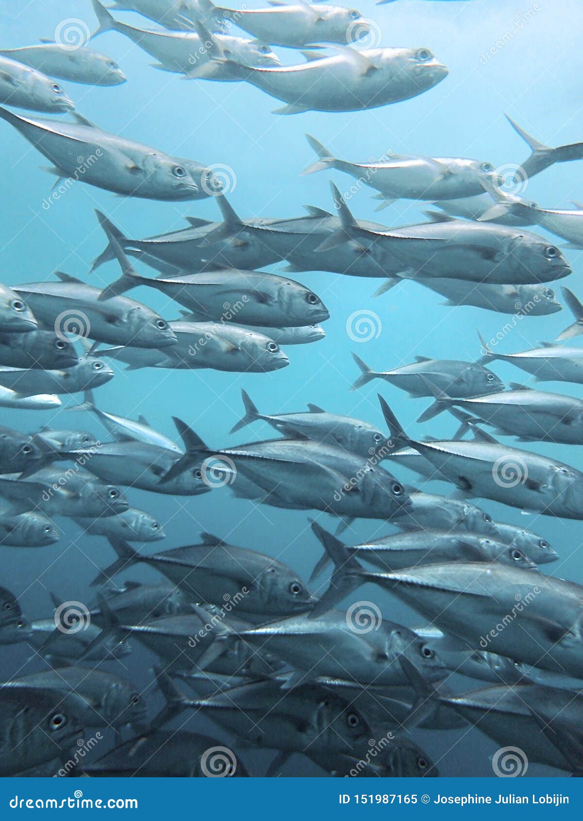 Download School Of Black Jack, Black Trevally, Black Kingfish, Coal ...