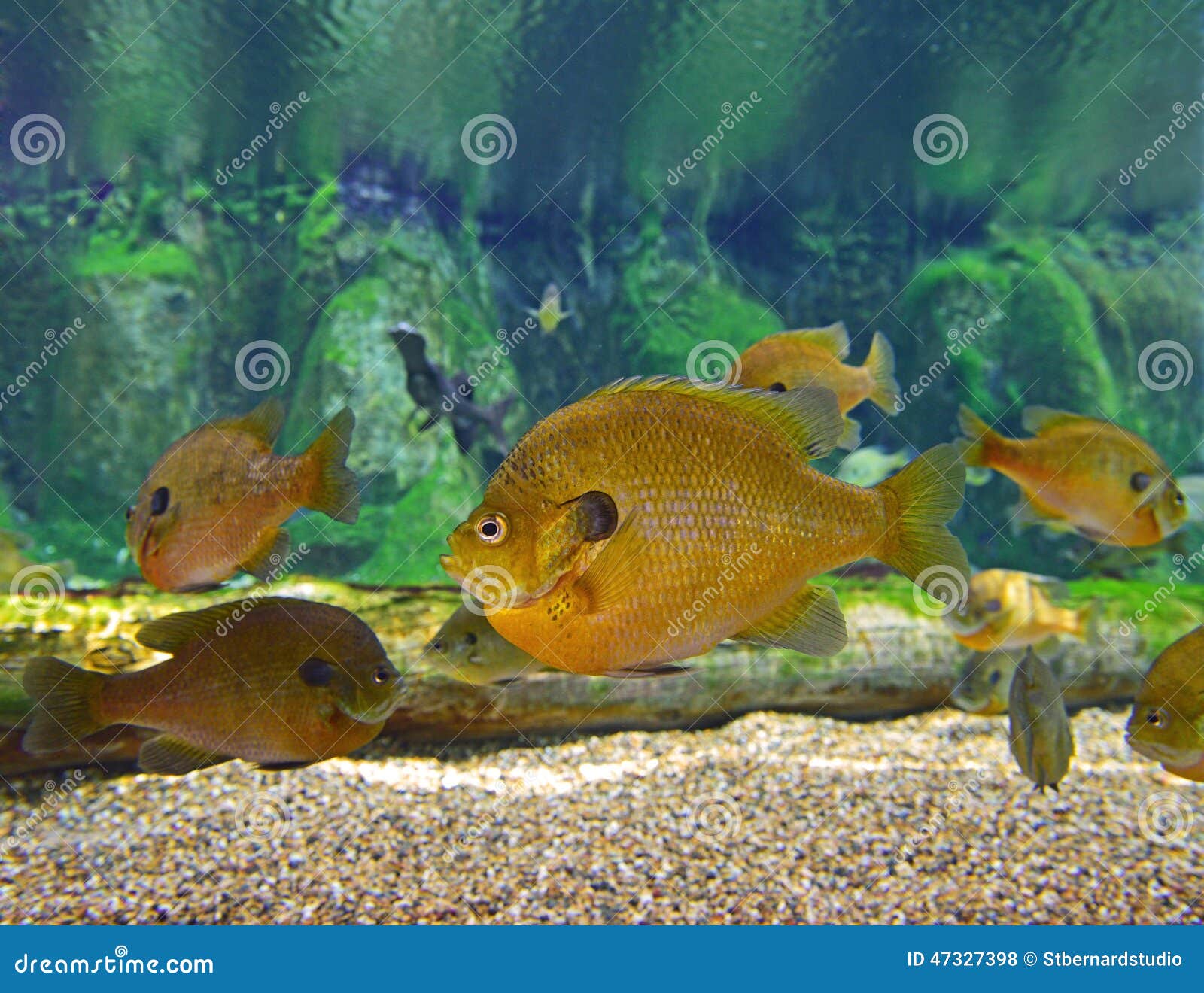 A School of Bluegill Sunfish Stock Photo - Image of brim, aquarium