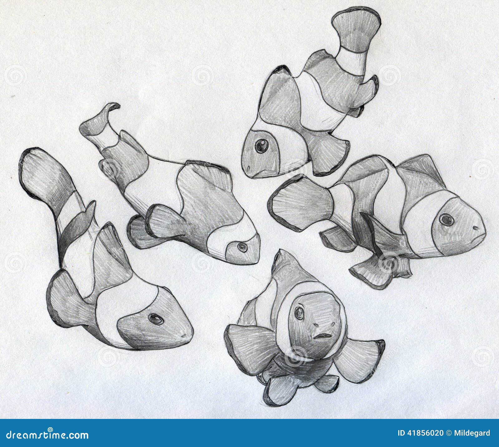 Clown Fish Sketch by onizuka09 on DeviantArt