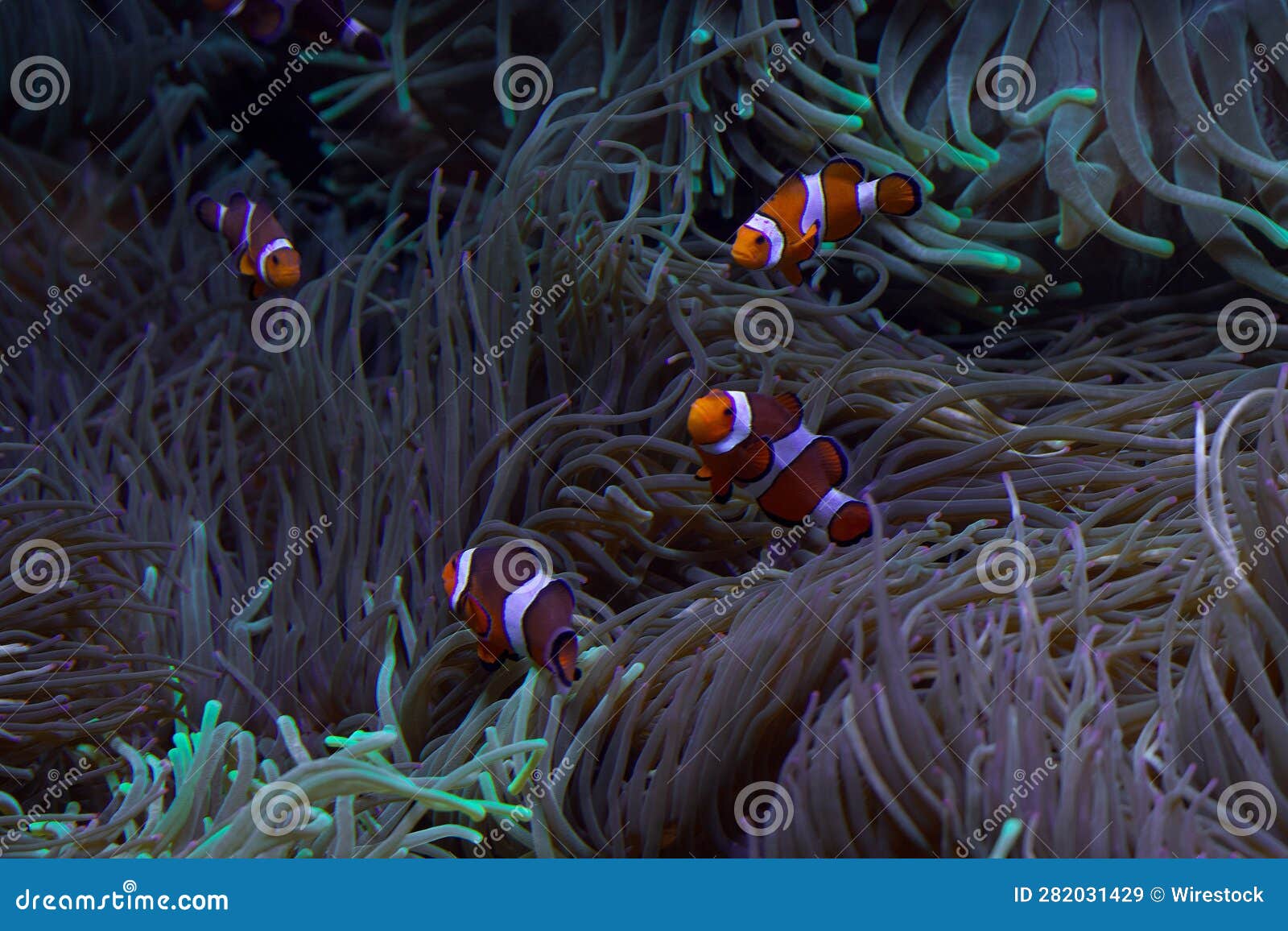 School of Clownfish Swimming among a Variety of Lush, Green Coral Stock ...