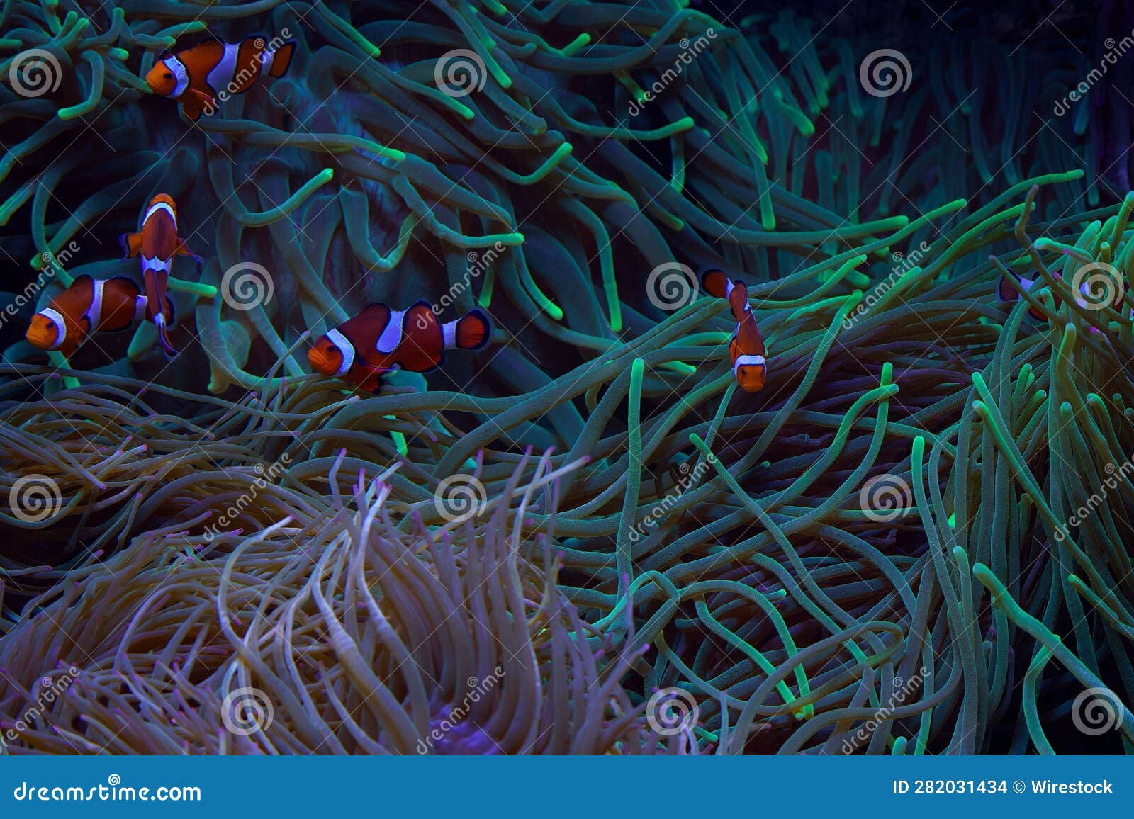 School of Clownfish Swimming among a Variety of Lush, Green Coral Stock ...
