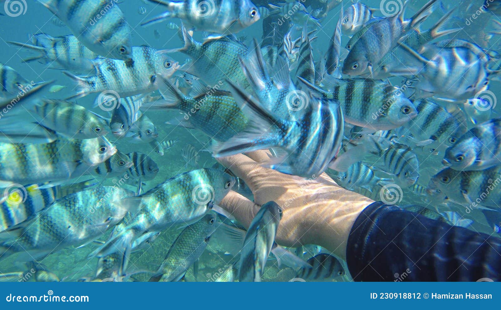 Pilotfish Stock Photos - Free & Royalty-Free Stock Photos from Dreamstime