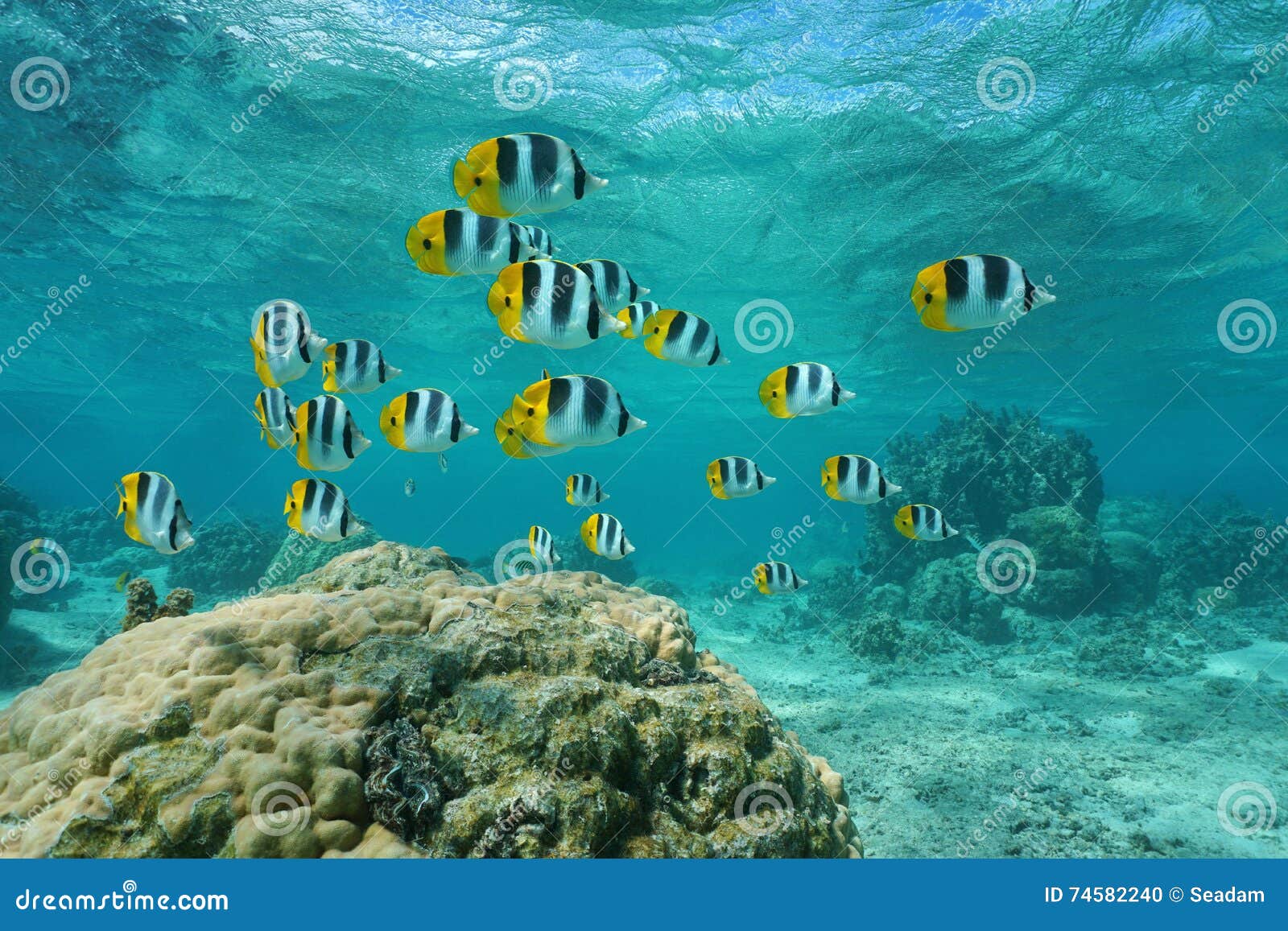 School of Fish Pacific Double-saddle Butterflyfish Stock Photo - Image ...