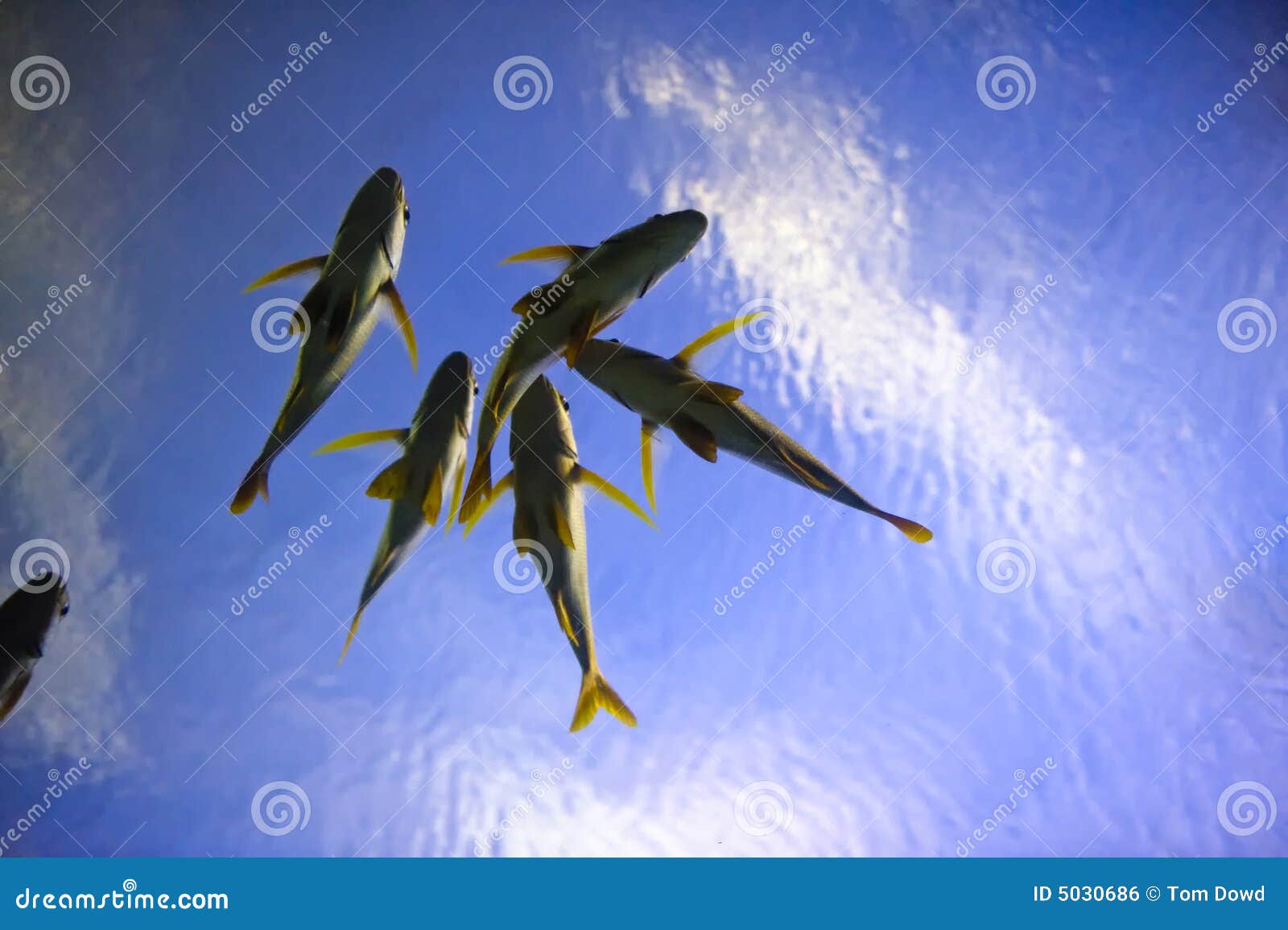 1,411 Monkey Fish Stock Photos - Free & Royalty-Free Stock Photos from  Dreamstime