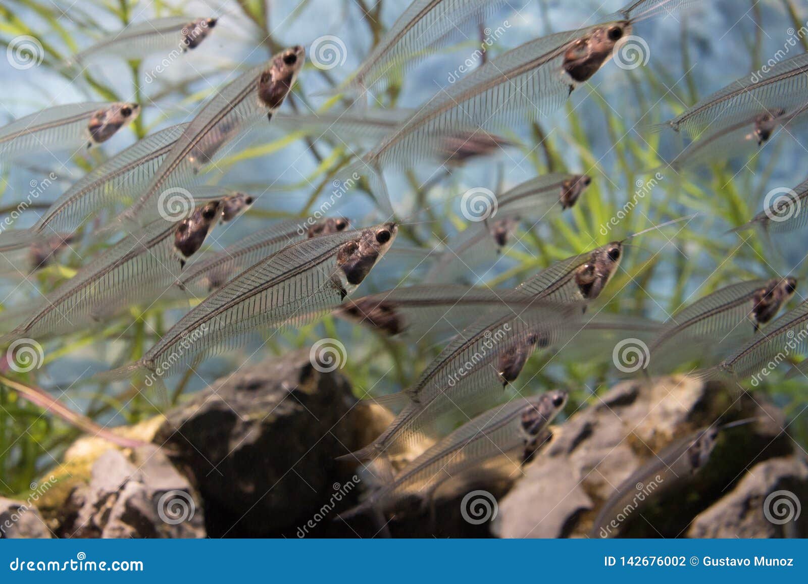 Poisson-chat En Verre Indien Transparent Bicirrhis De Kryptopterus Photo  stock - Image du biologie, exotique: 153853770