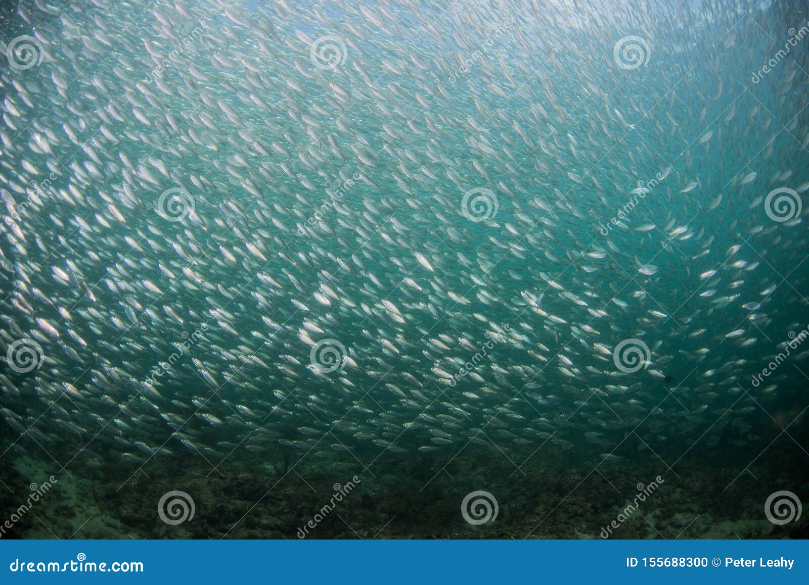 A School of Baitfish Under a Pier in Florida. Stock Photo Image of