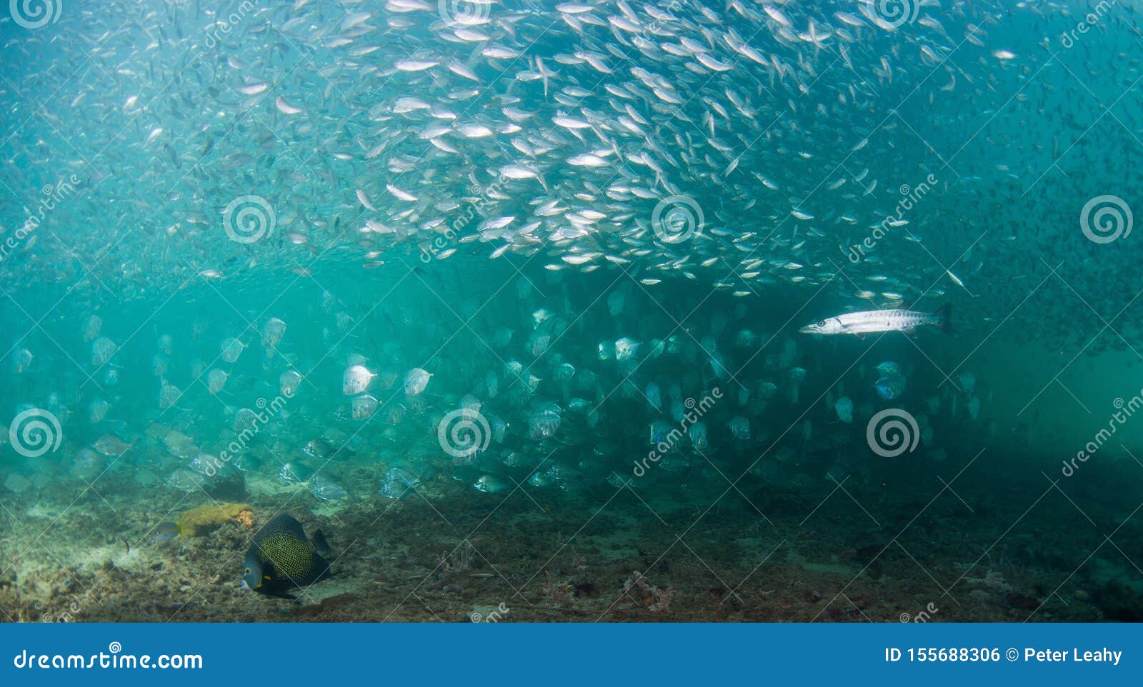 A School of Baitfish Under a Pier in Florida. Stock Photo Image of
