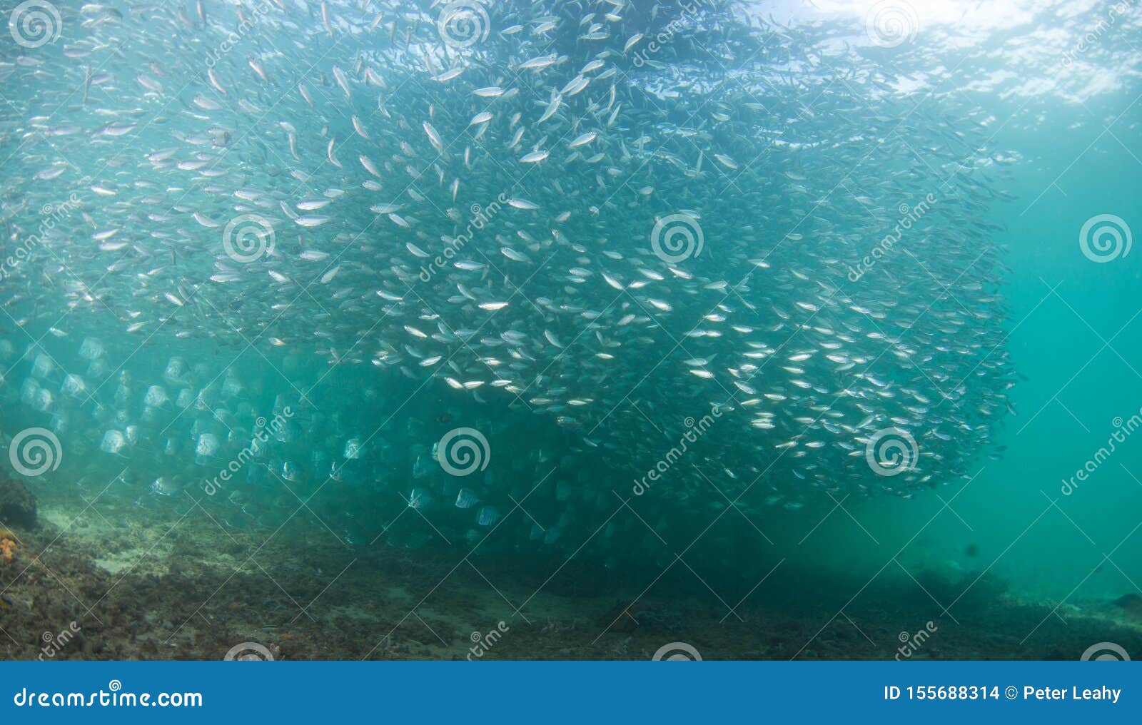 A School of Baitfish Under a Pier in Florida. Stock Photo Image of