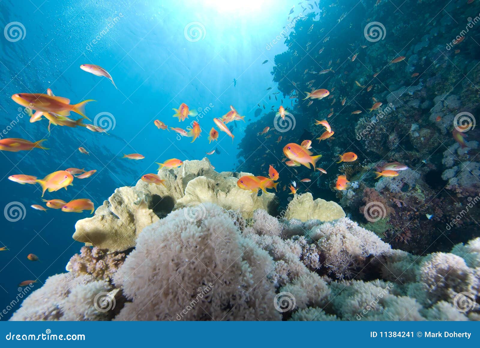 A School of Lyretail Anthias Stock Image - Image of horizontal, nature ...