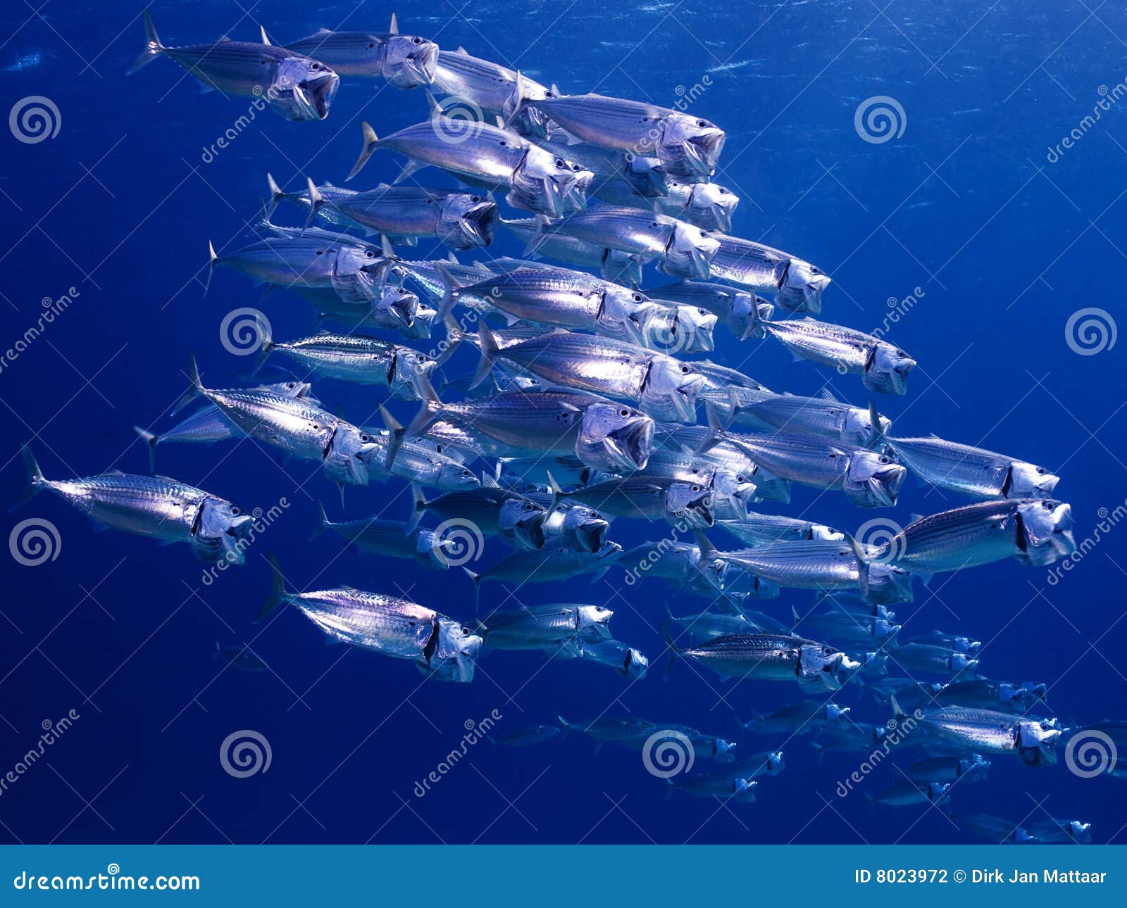 School of Mackerel stock photo. Image of diving, ocean 8023972