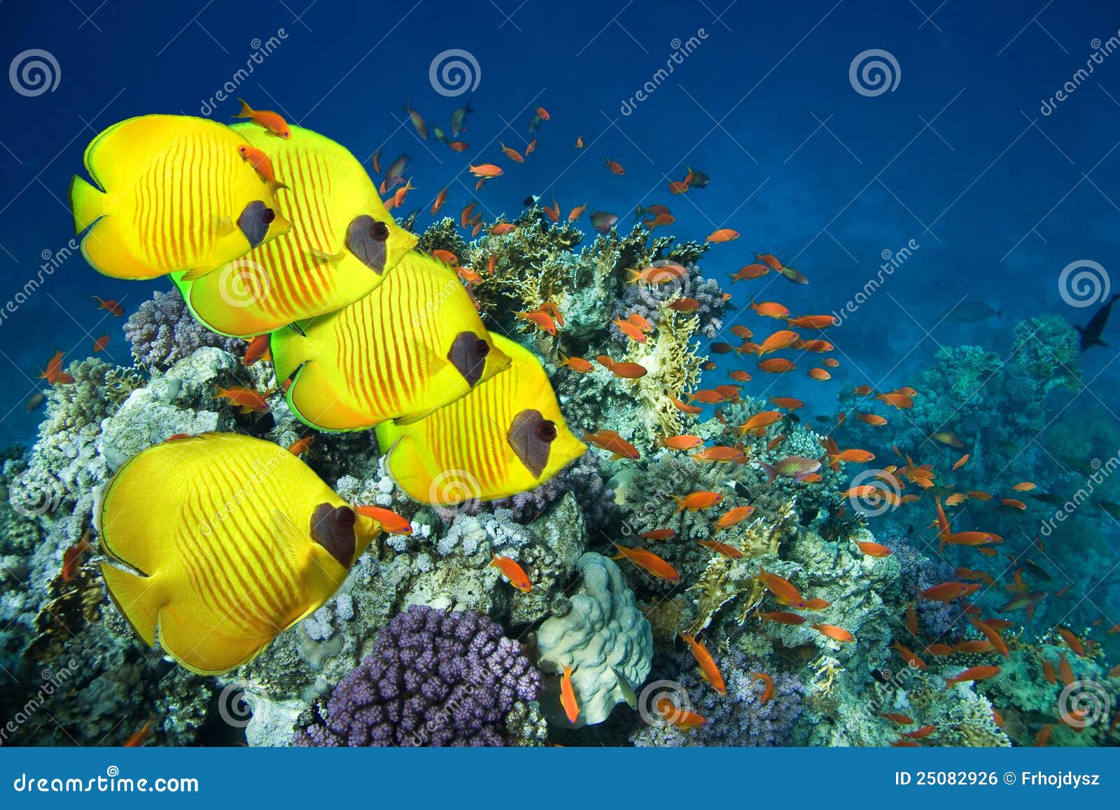 school of masked butterfly fish