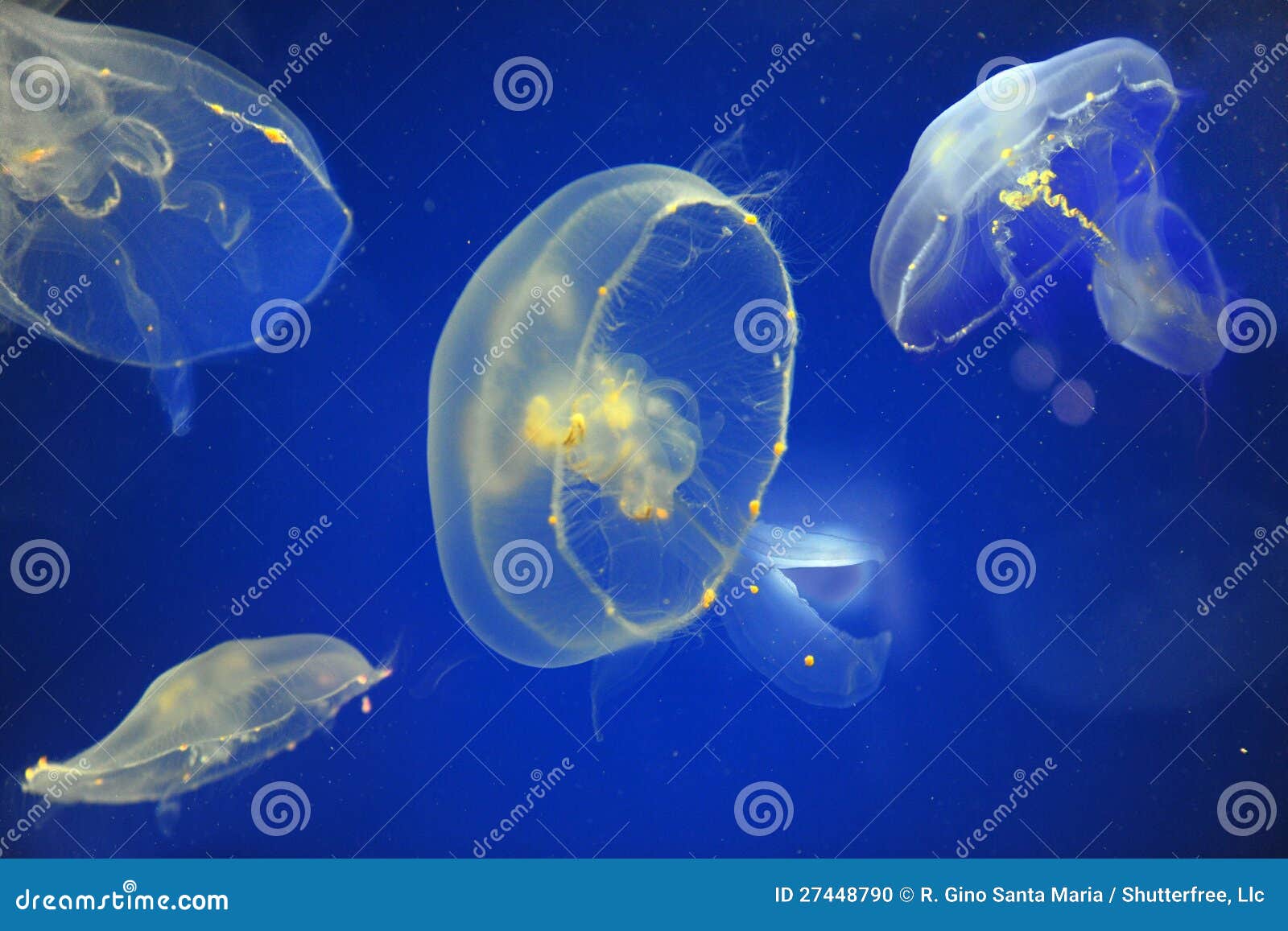 Moon Sea Jellyfish Aurelia Aurita Inside Aquarium With Black Background ...