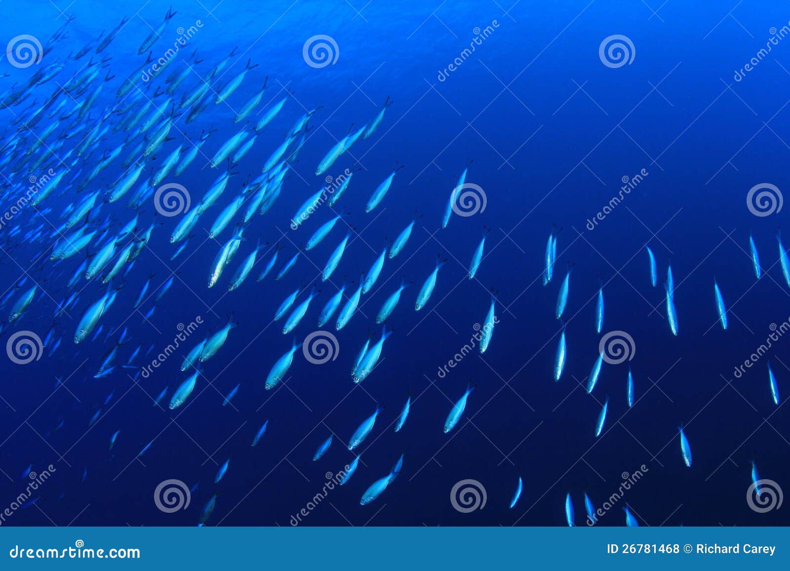 School of Sardine Fish stock photo. Image of reef, environment 26781468