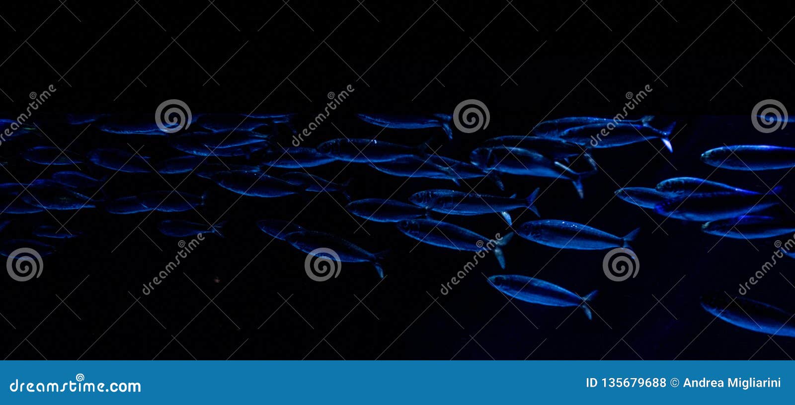school of sardines that move quickly in an oceanic environment
