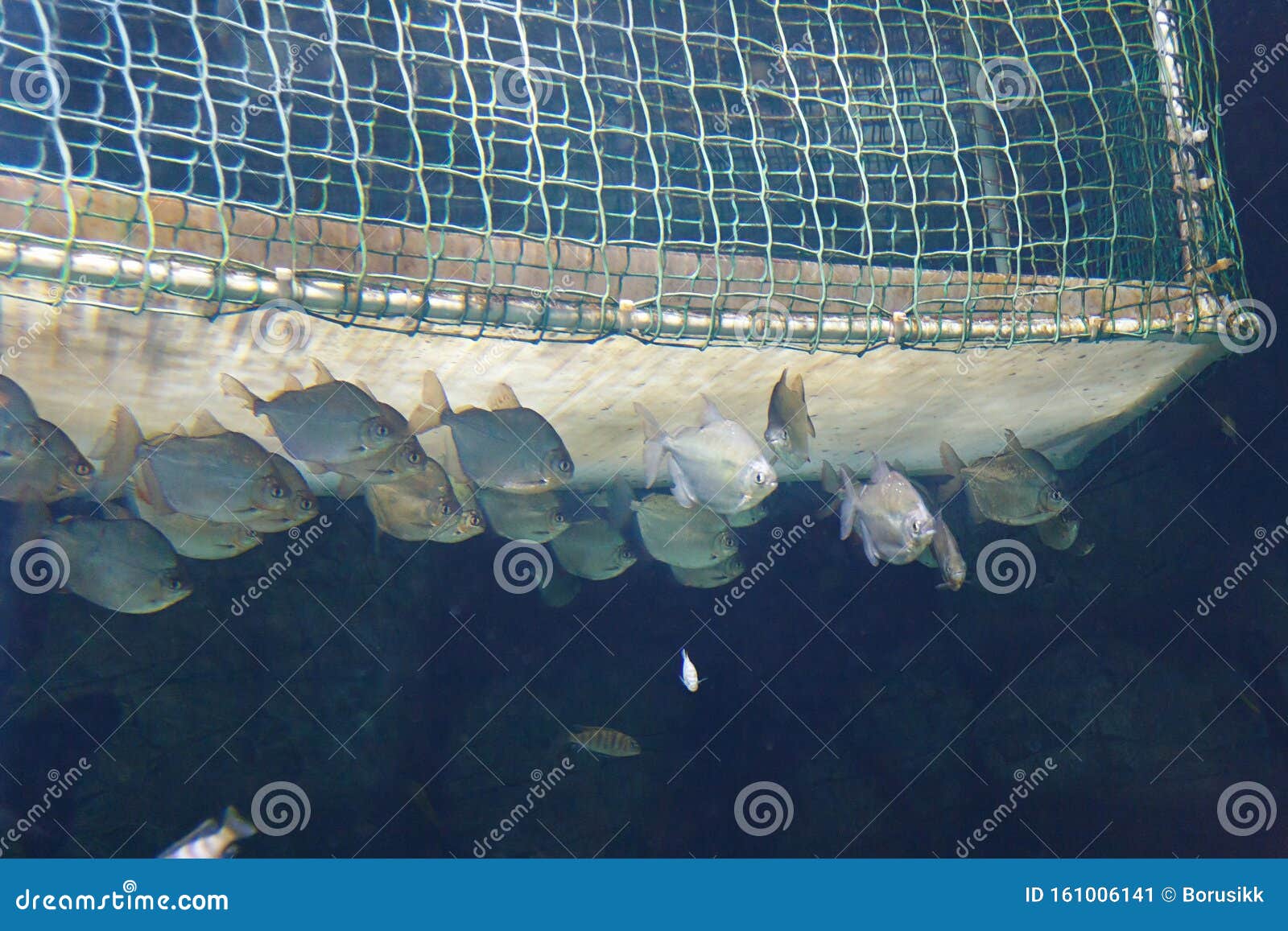 School of Silver Dollar Fish Metynnis Argenteus Near Fishing Net Stock  Image - Image of dive, metynnis: 161006141