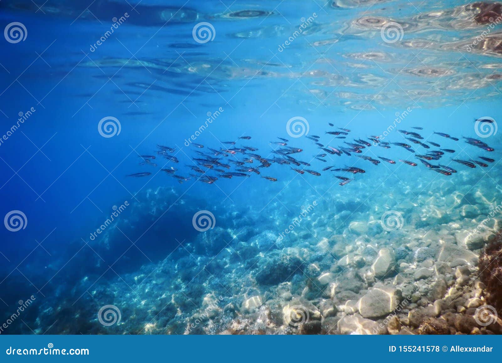 School of Silver Fish in Shallow Water, Underwater Stock Photo - Image ...