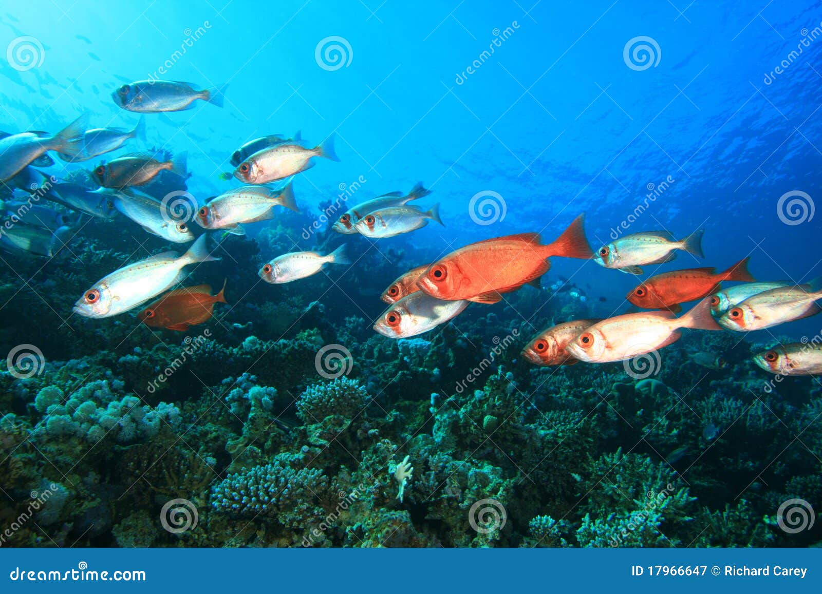 School of Tropical Fish stock image. Image of marine 17966647