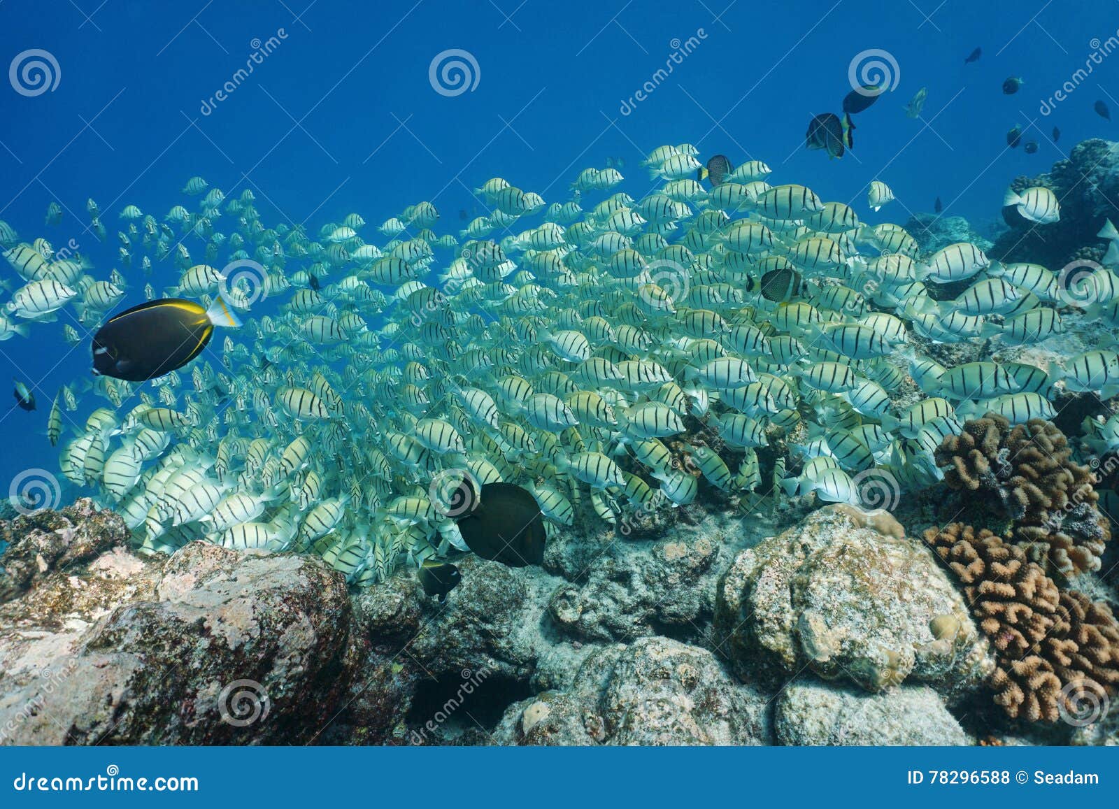 School of Tropical Fish Surgeonfish Pacific Ocean Stock Photo