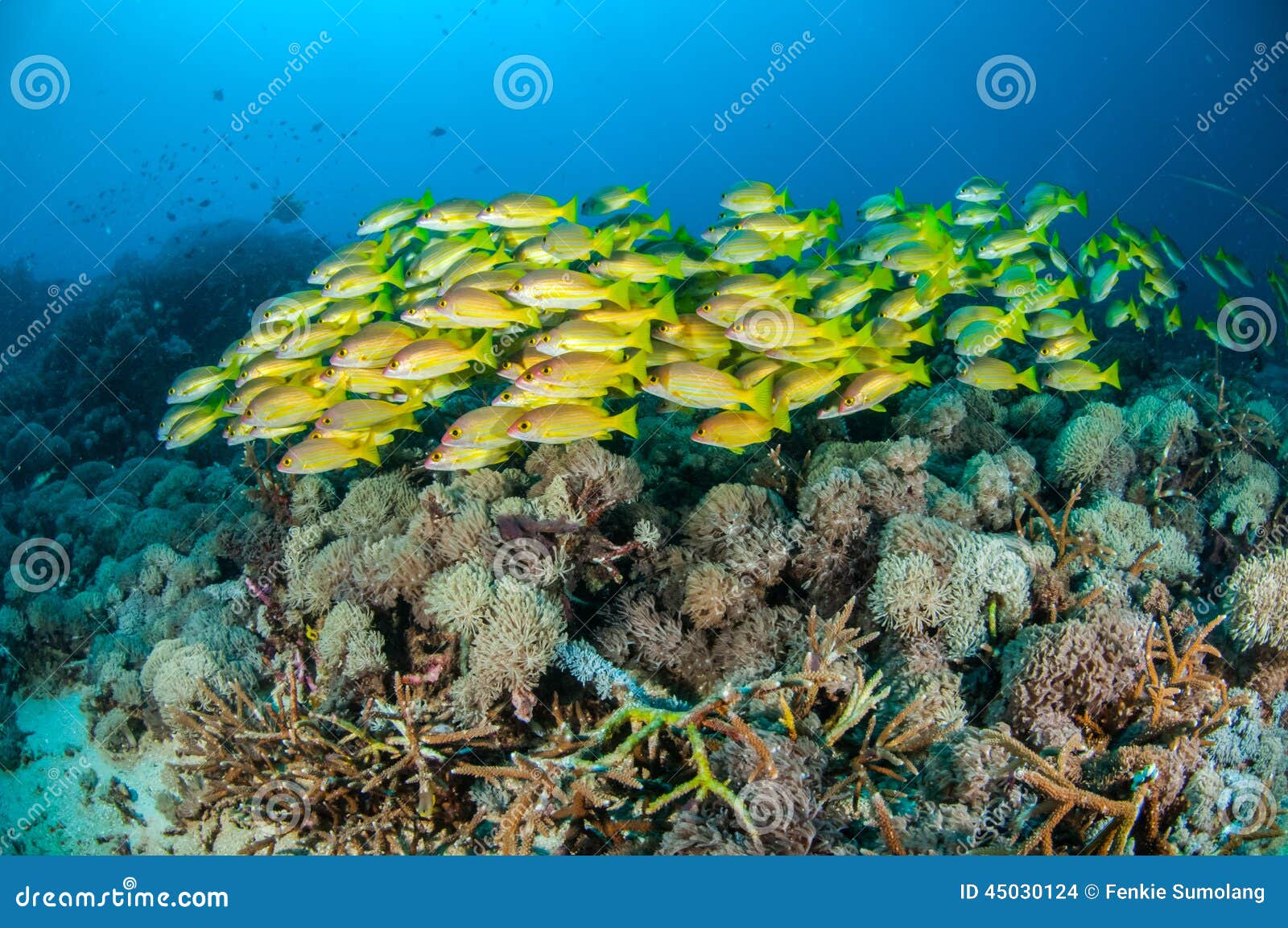 schooling bluestripe snapper lutjanus kasmira in gili,lombok,nusa tenggara barat,indonesia underwater photo