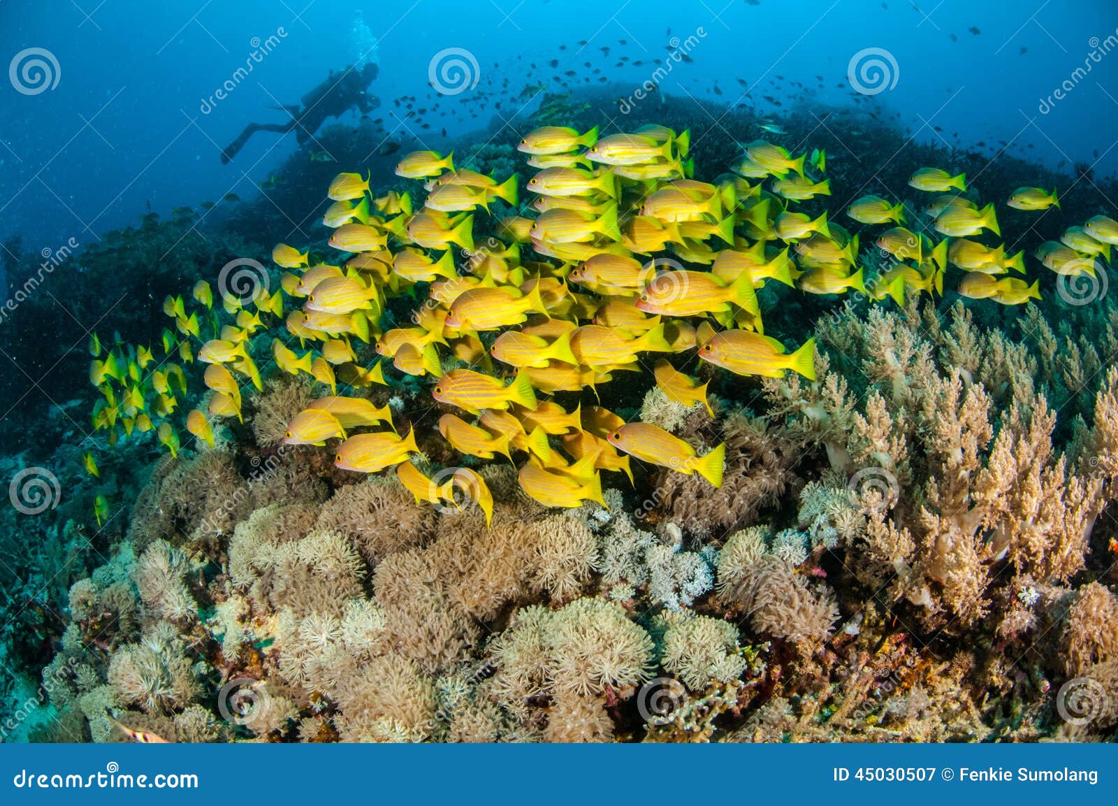 schooling bluestripe snapper lutjanus kasmira in gili,lombok,nusa tenggara barat,indonesia underwater photo